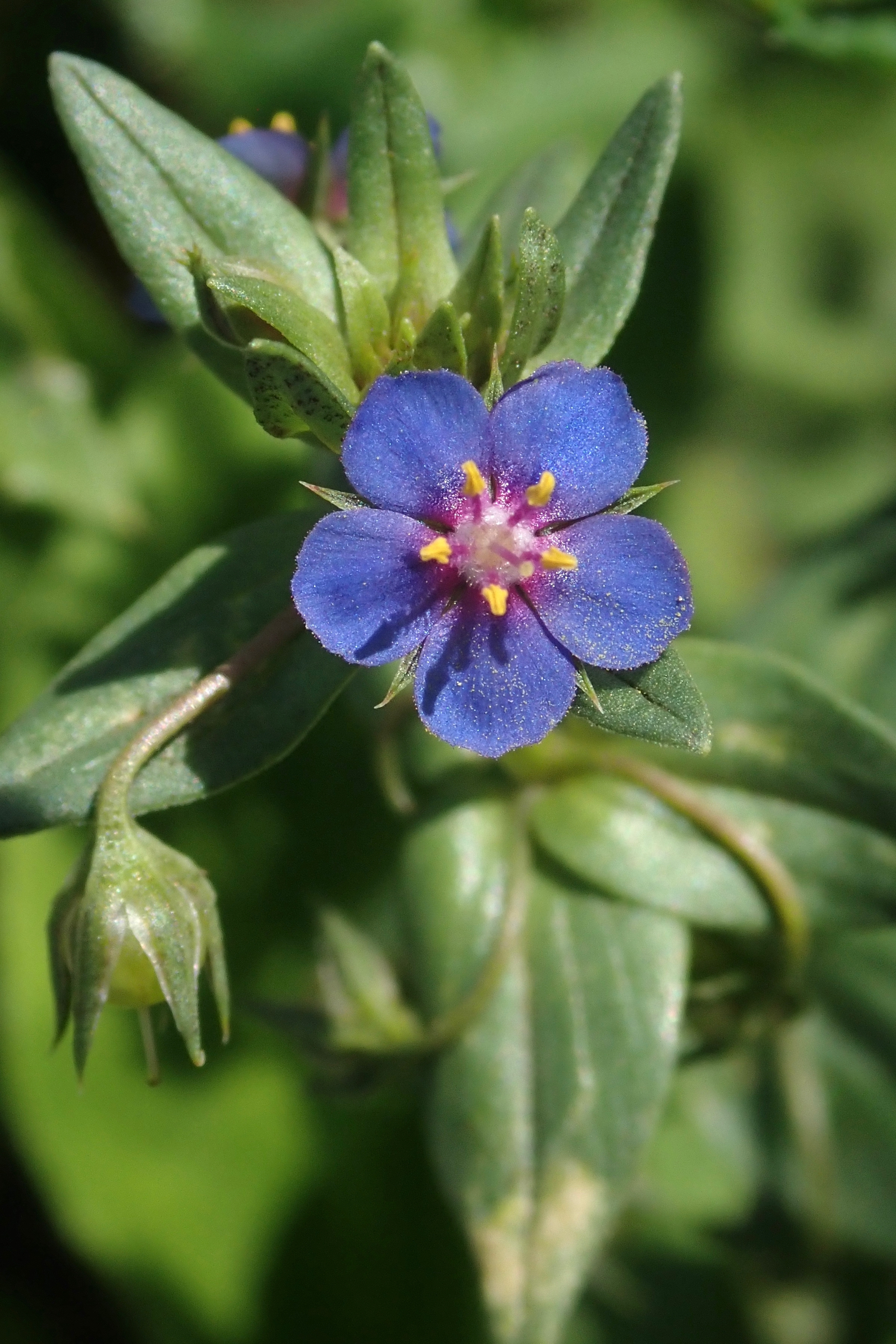 Anagallis arvensis L.