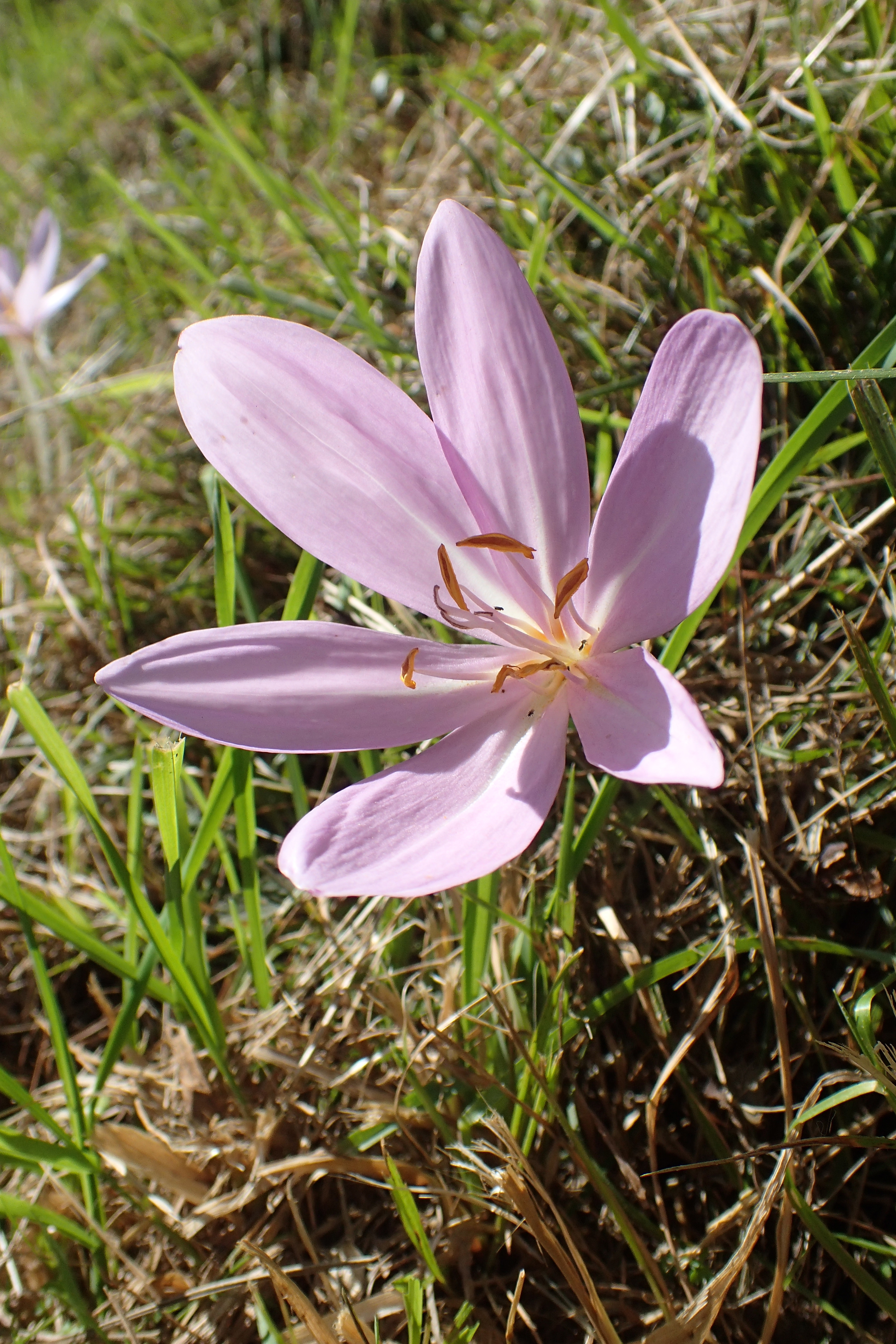 Colchicum autumnale L.