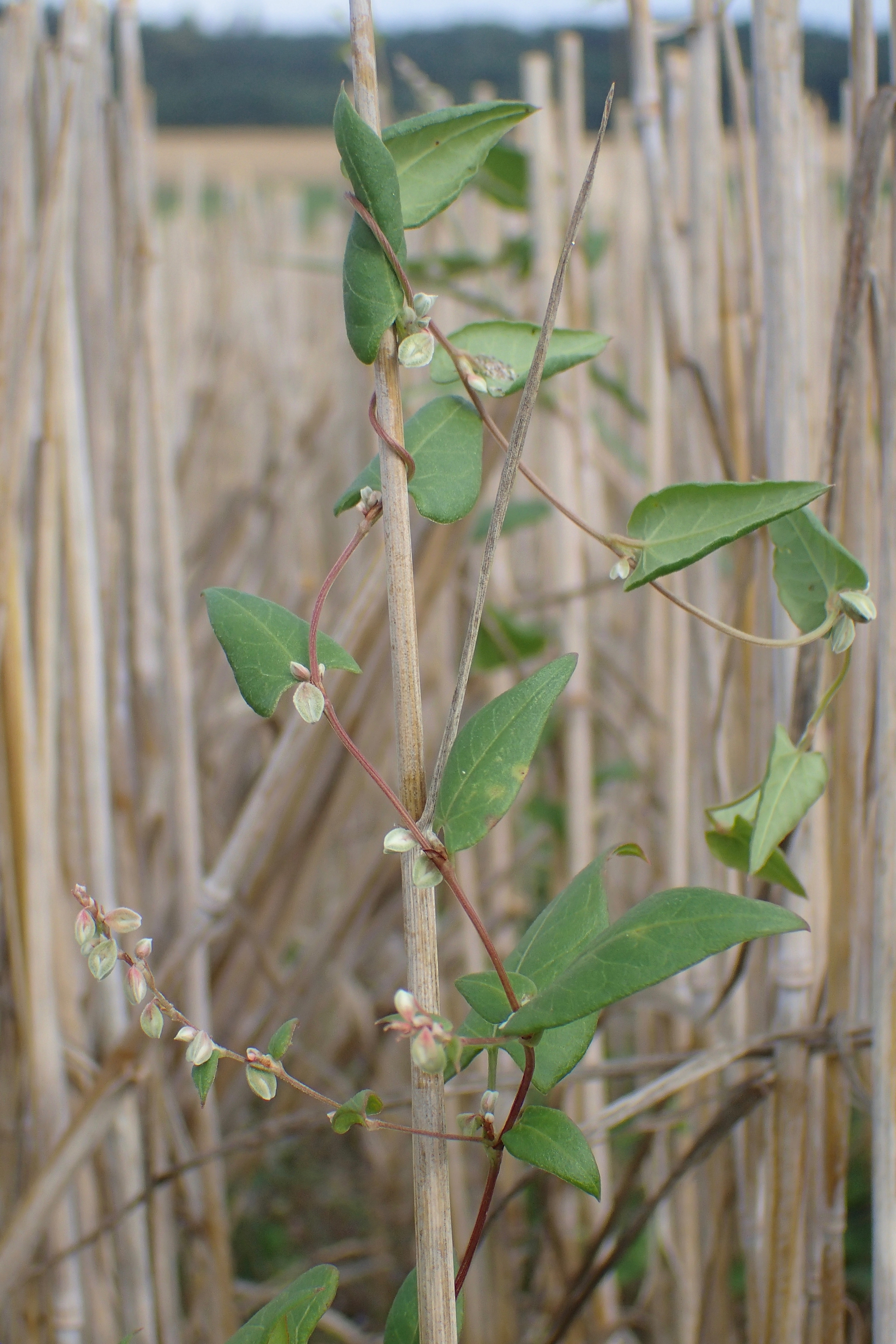 Fallopia convolvulus (L.) Á. Löve