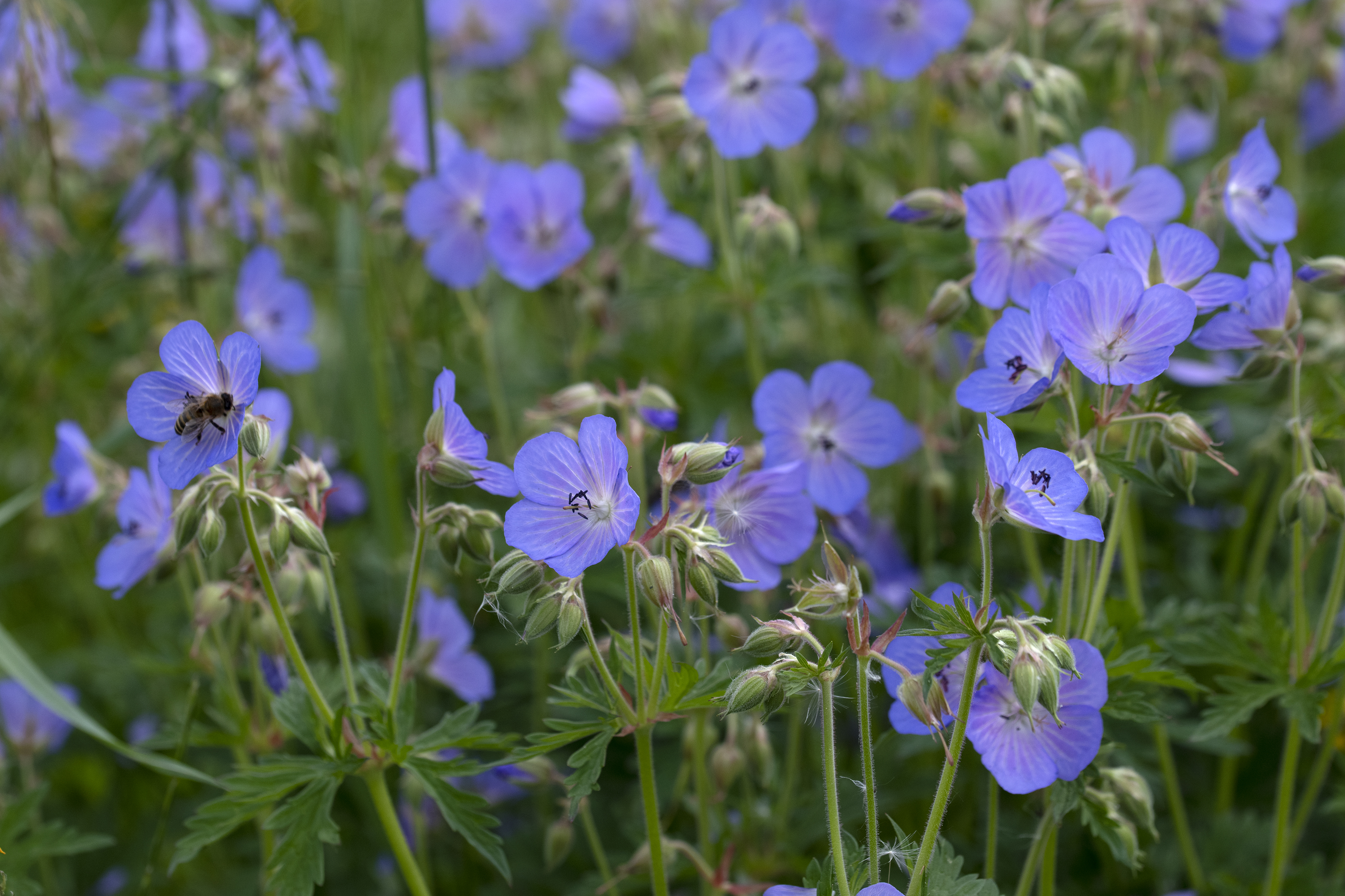 Geranium pratense L.