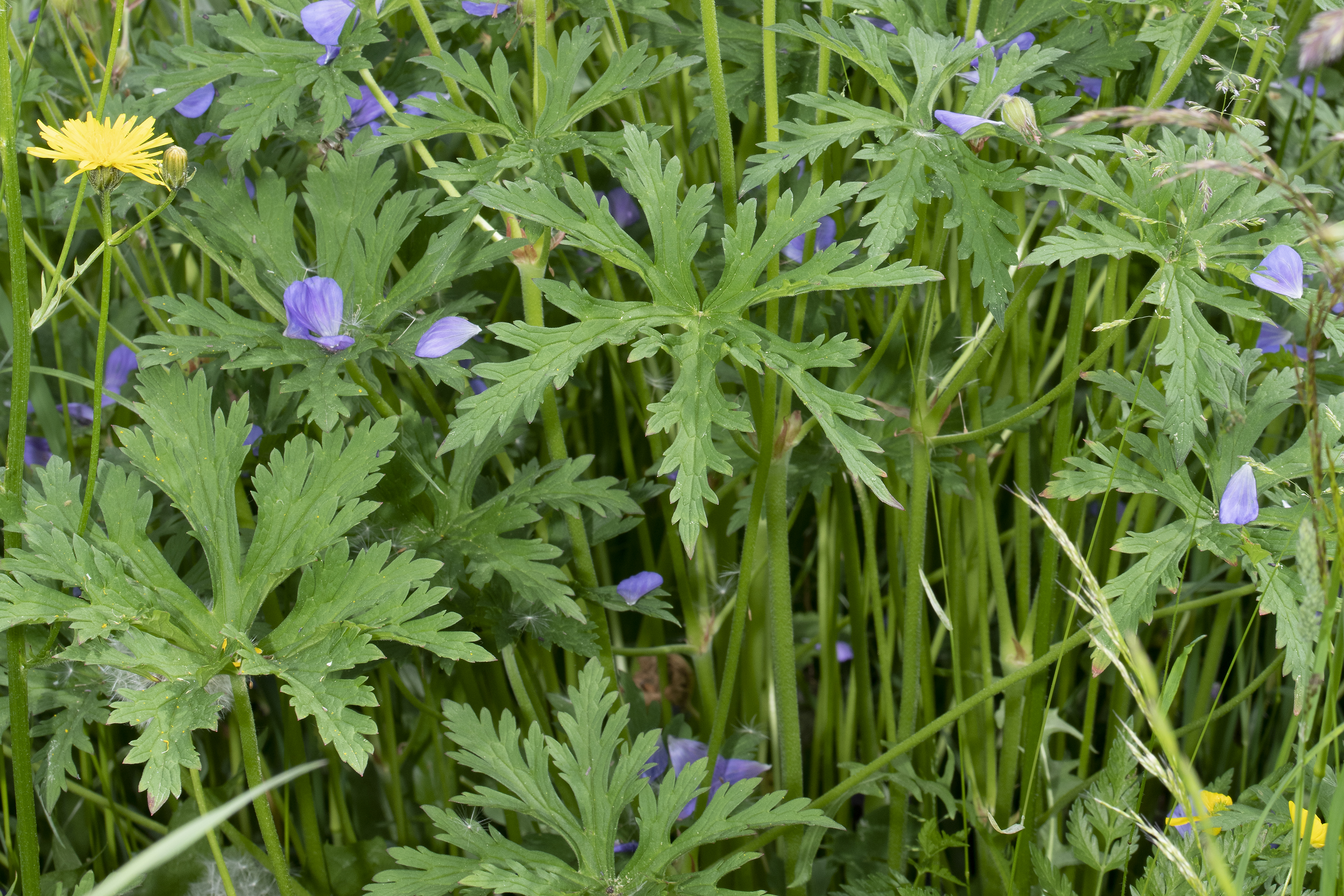 Geranium pratense L.