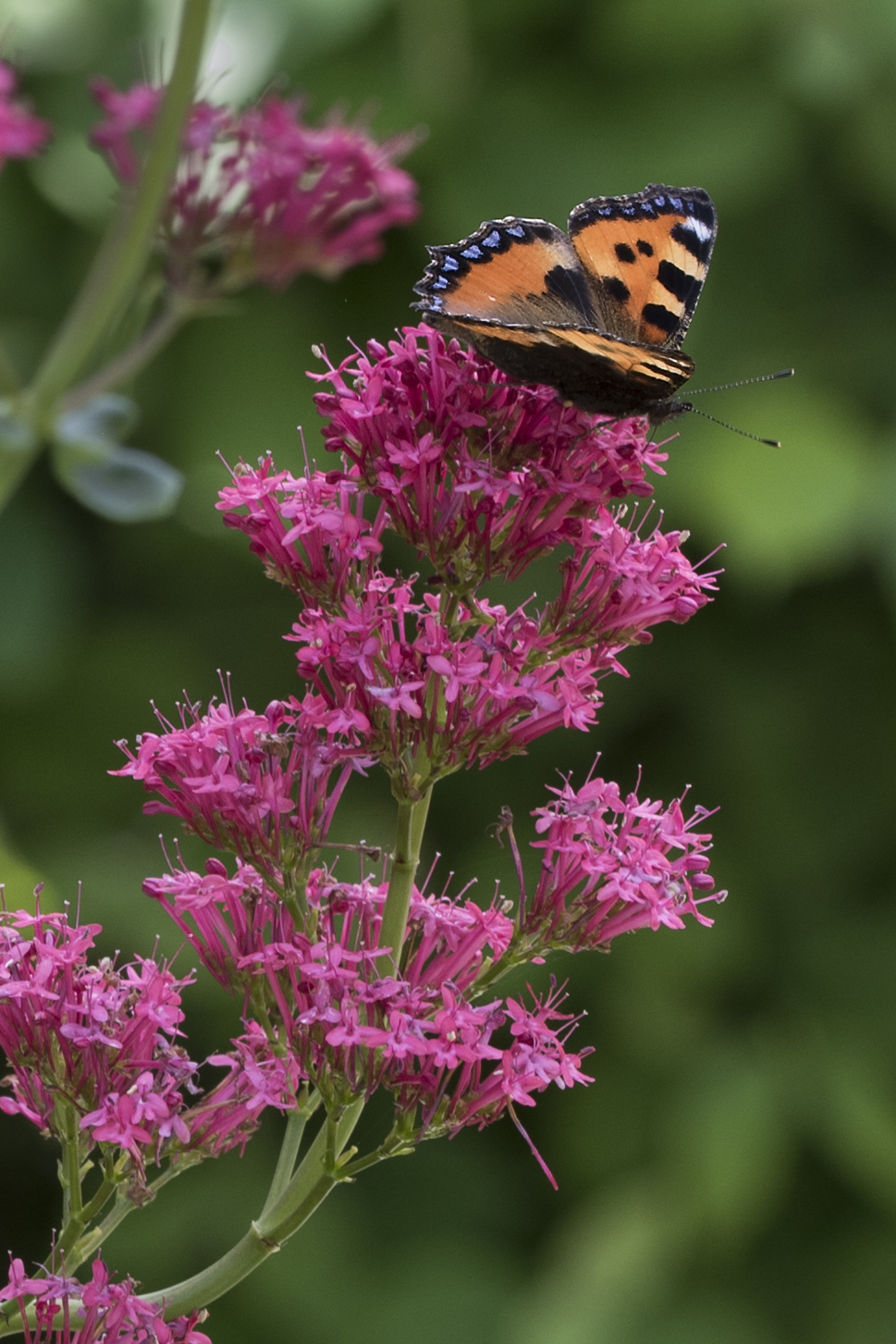 Centranthus ruber (L.) DC.