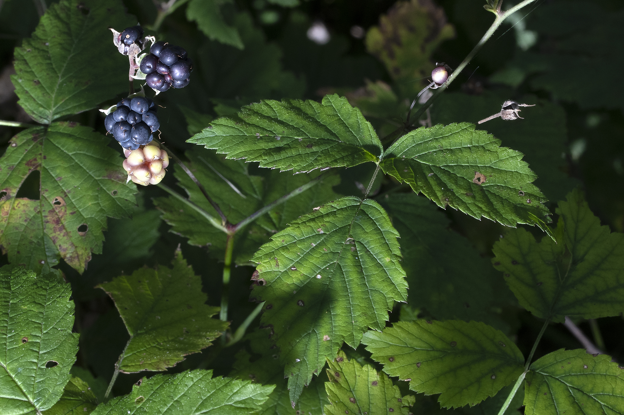 Rubus R Rubus caesius L.