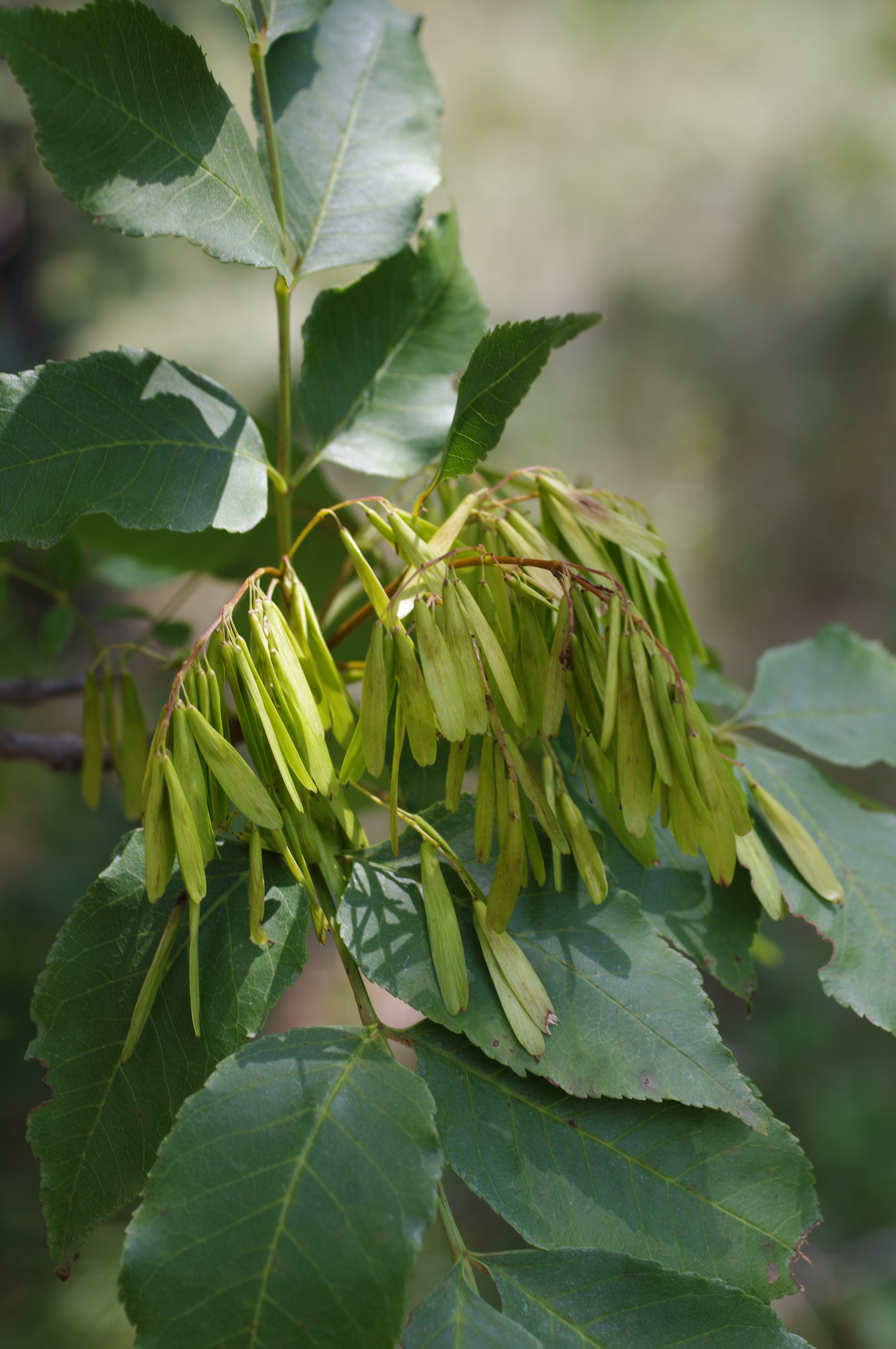 Fraxinus ornus L.