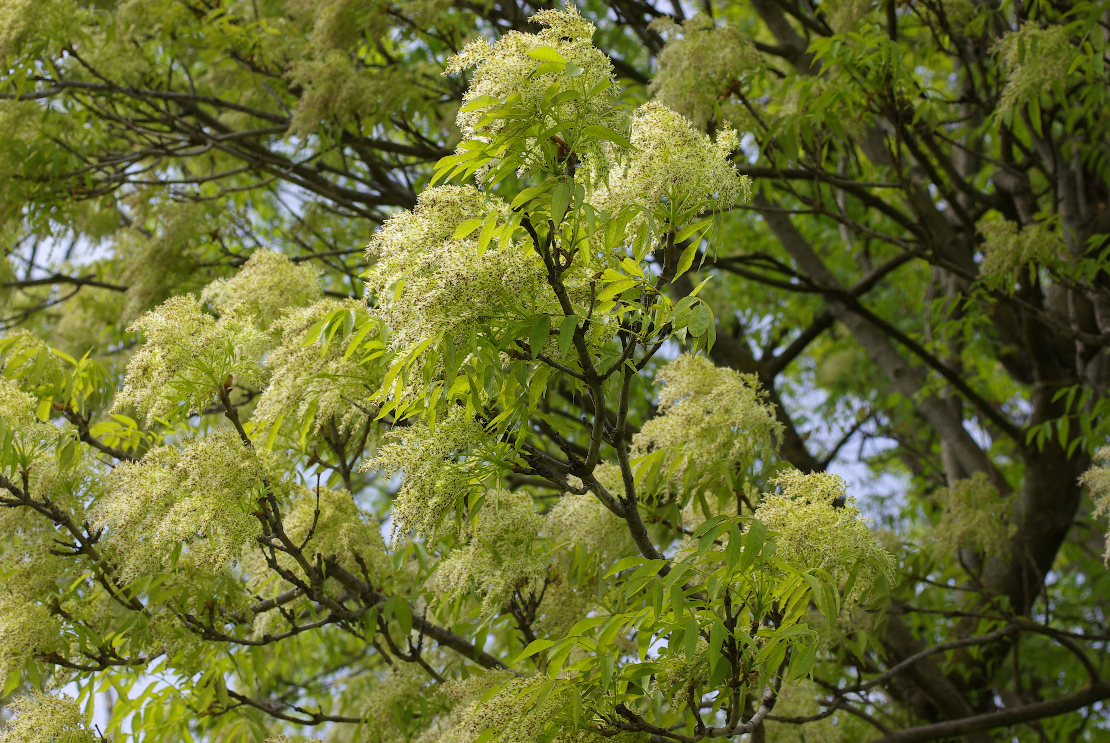 Fraxinus ornus L.