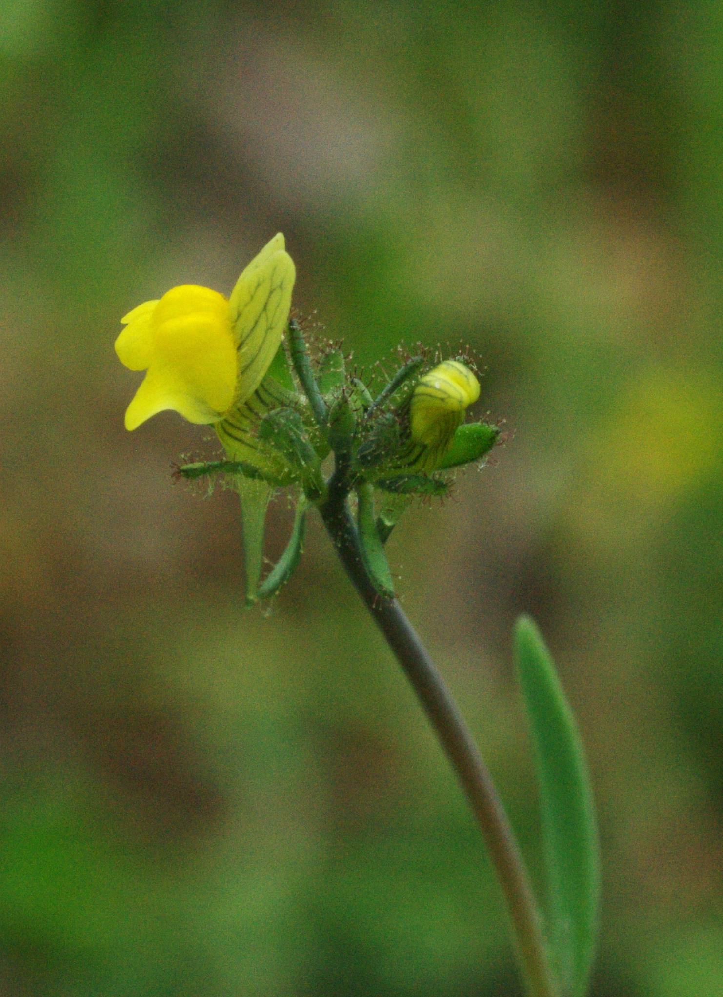 Linaria simplex (Willd.) DC.