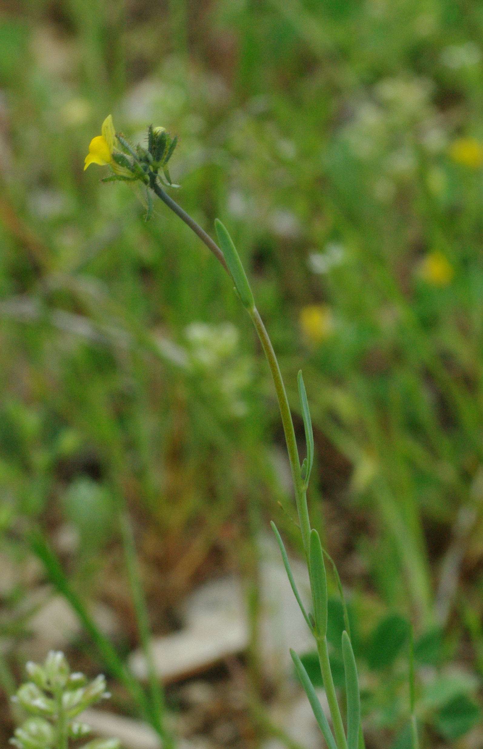 Linarea Simplex Linaria simplex (Willd.) DC.