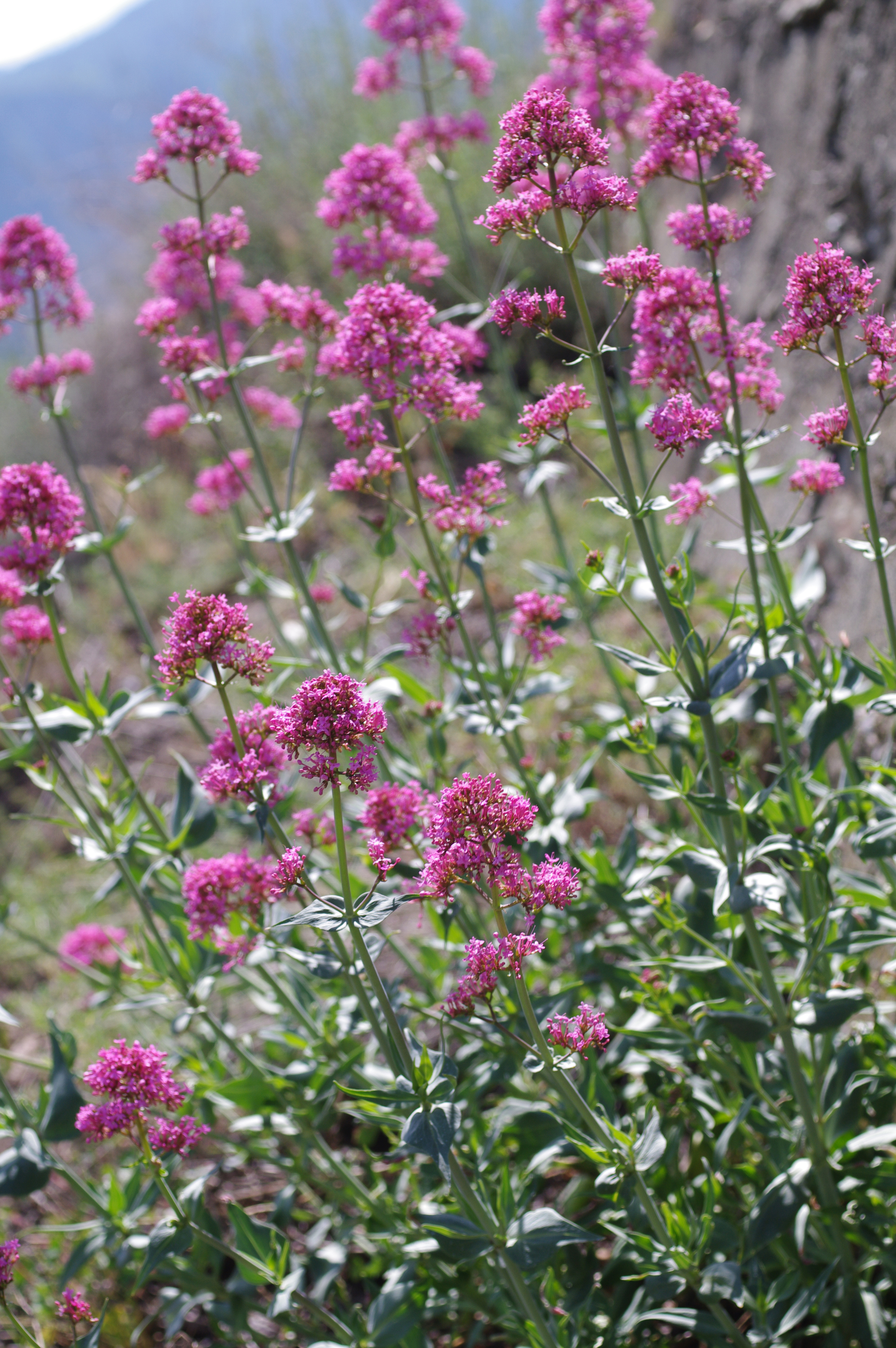 Centranthus ruber (L.) DC.