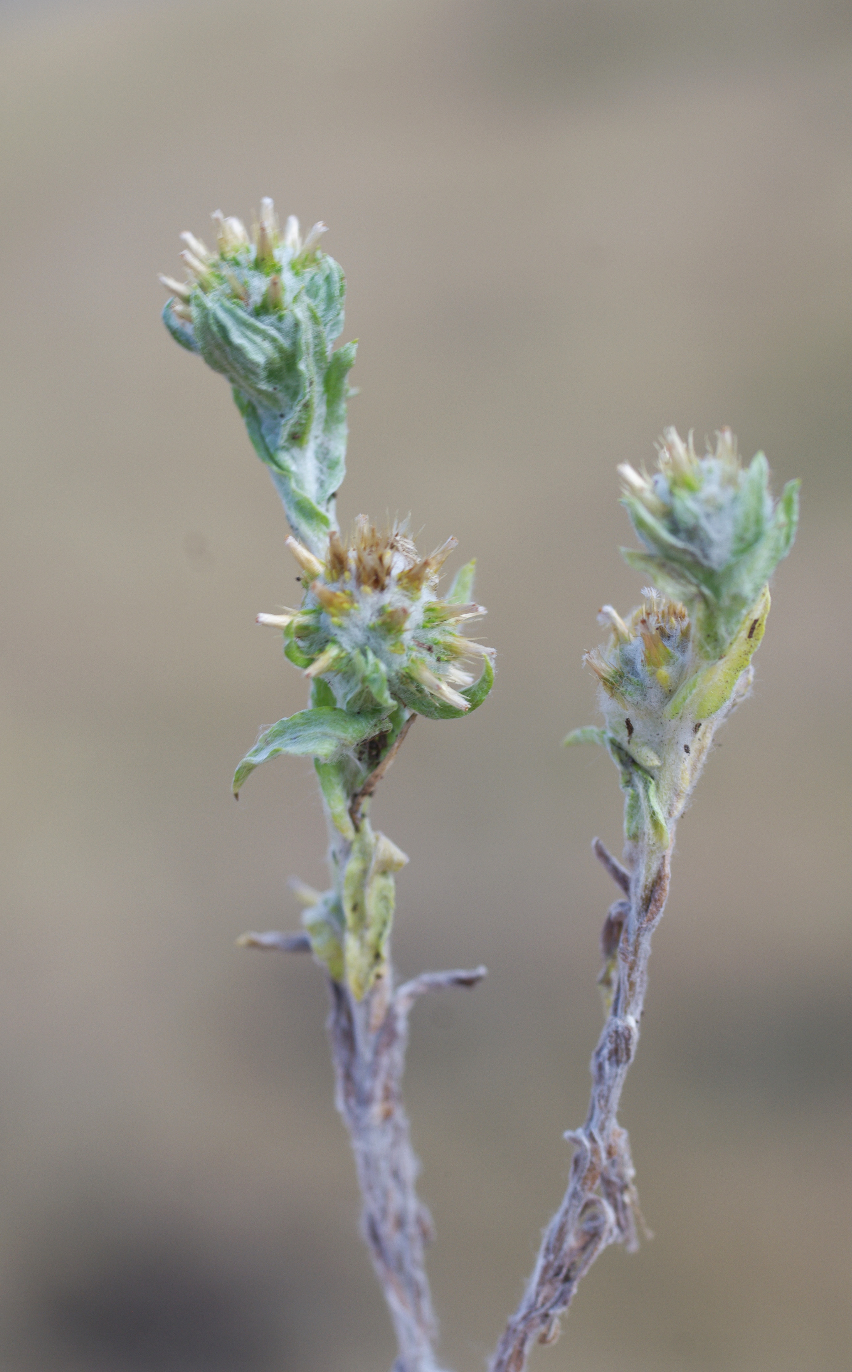 Filago vulgaris Lam.