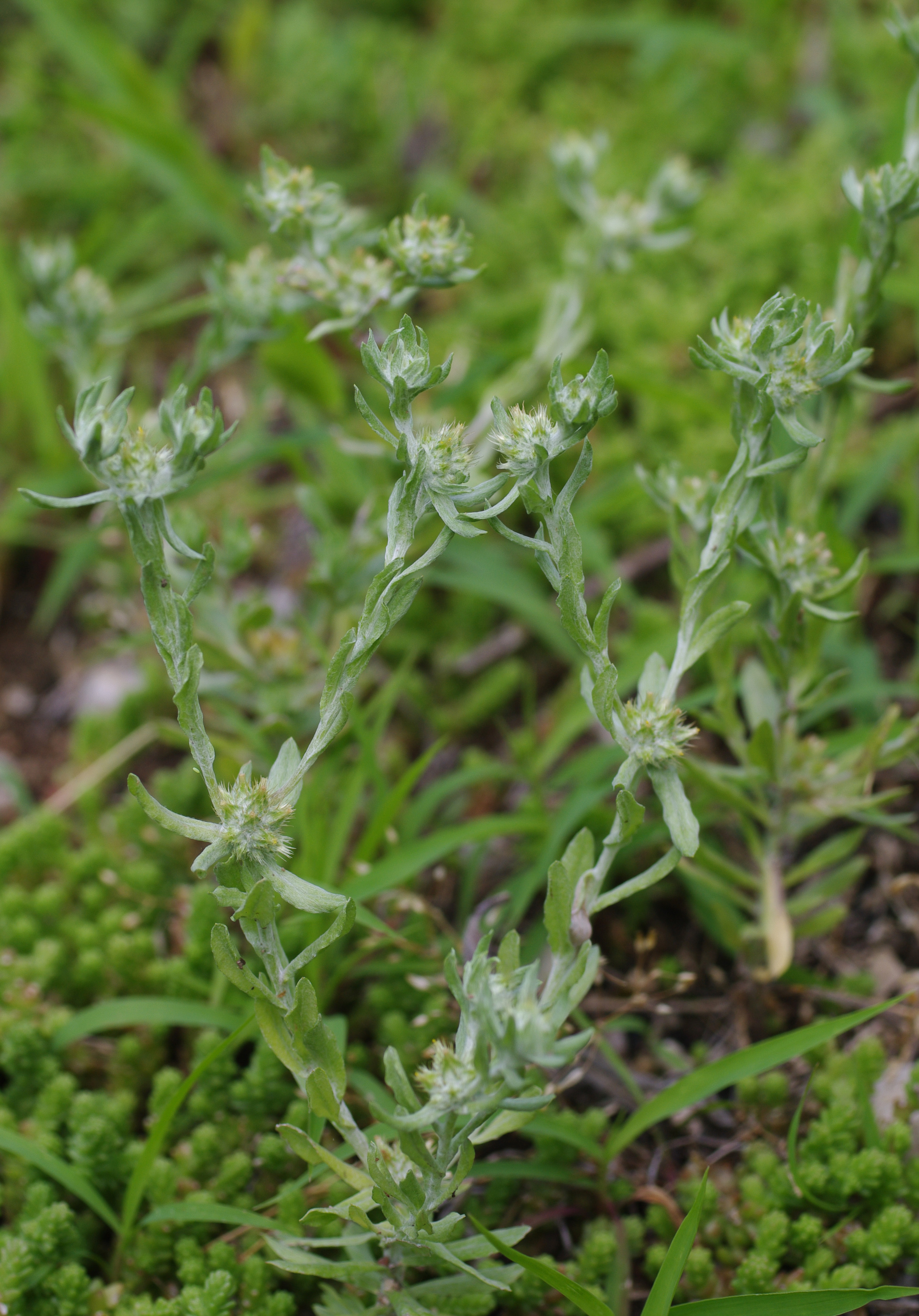 Filago pyramidata L.
