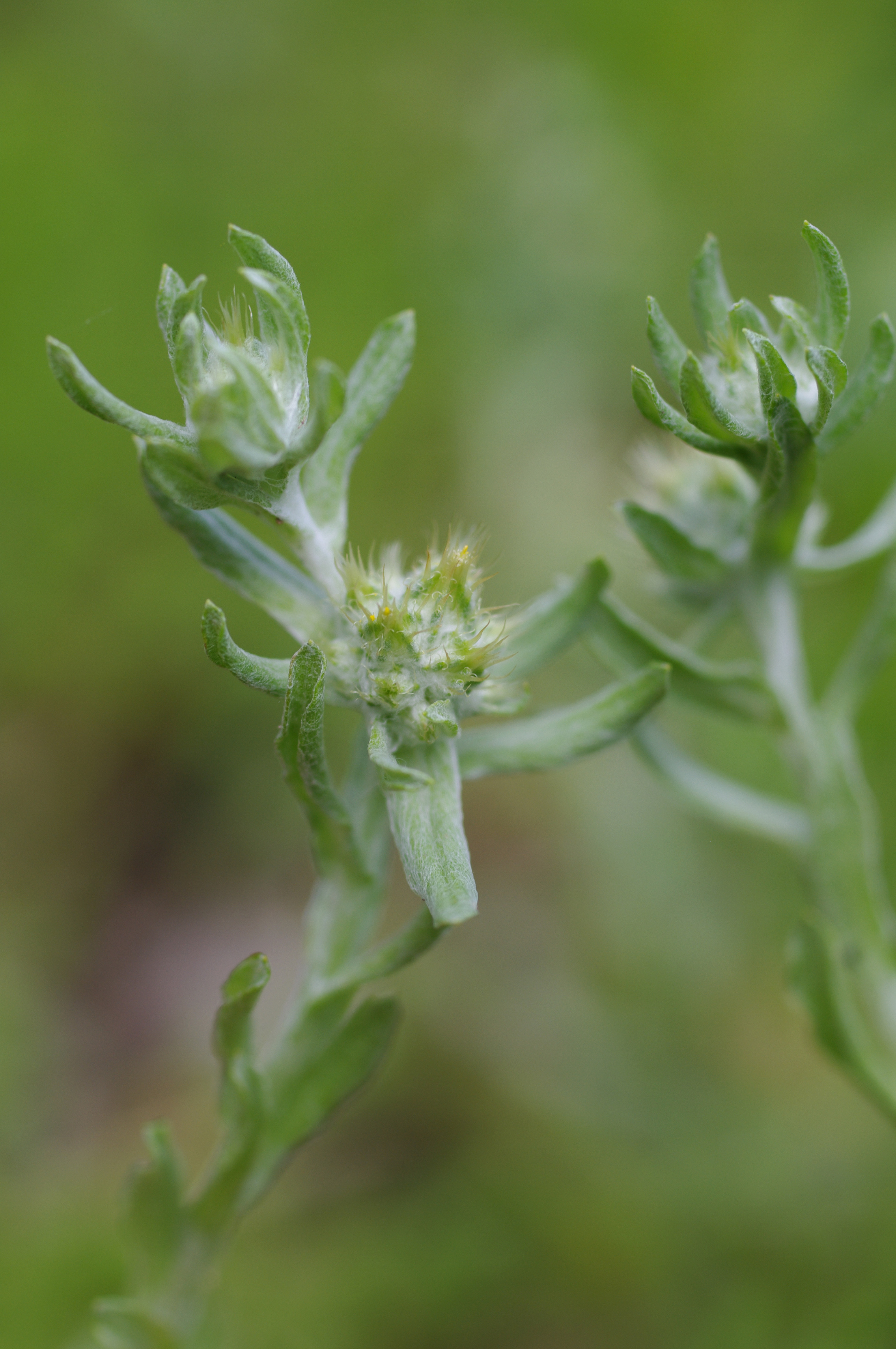 Filago pyramidata L.