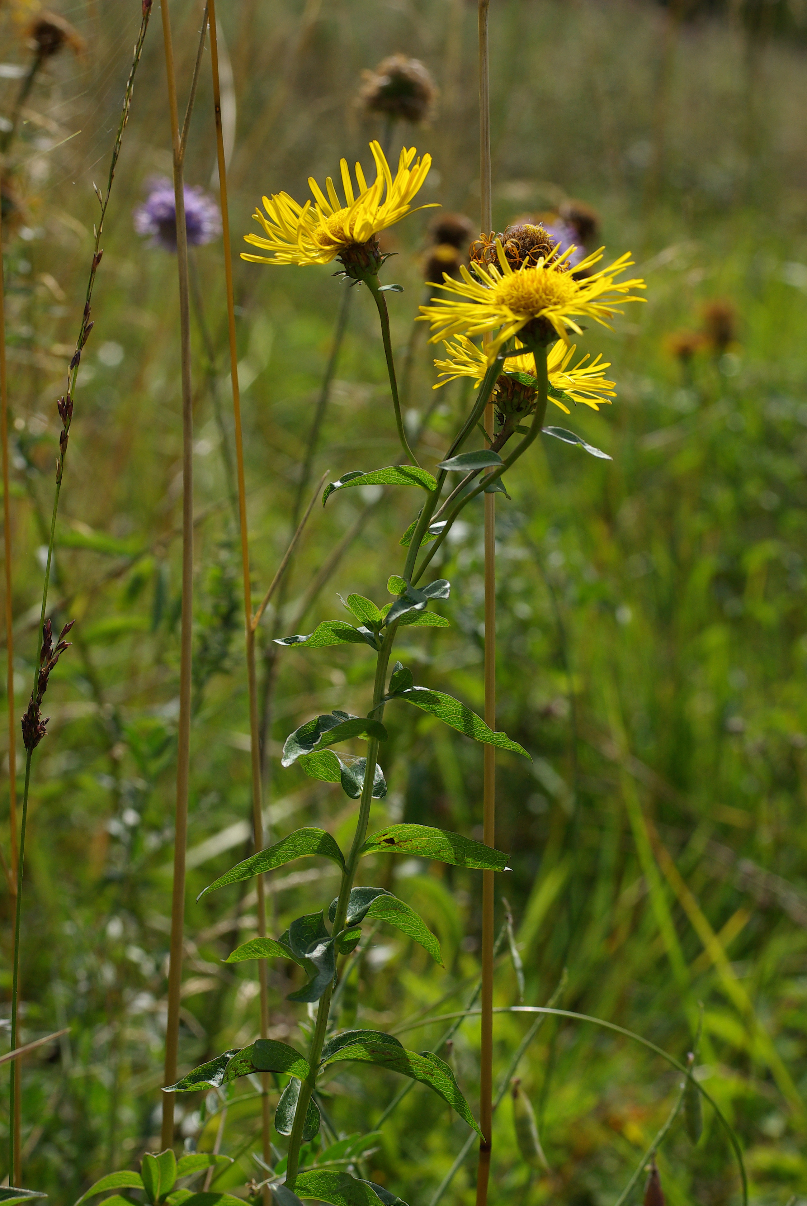 Inula salicina L.