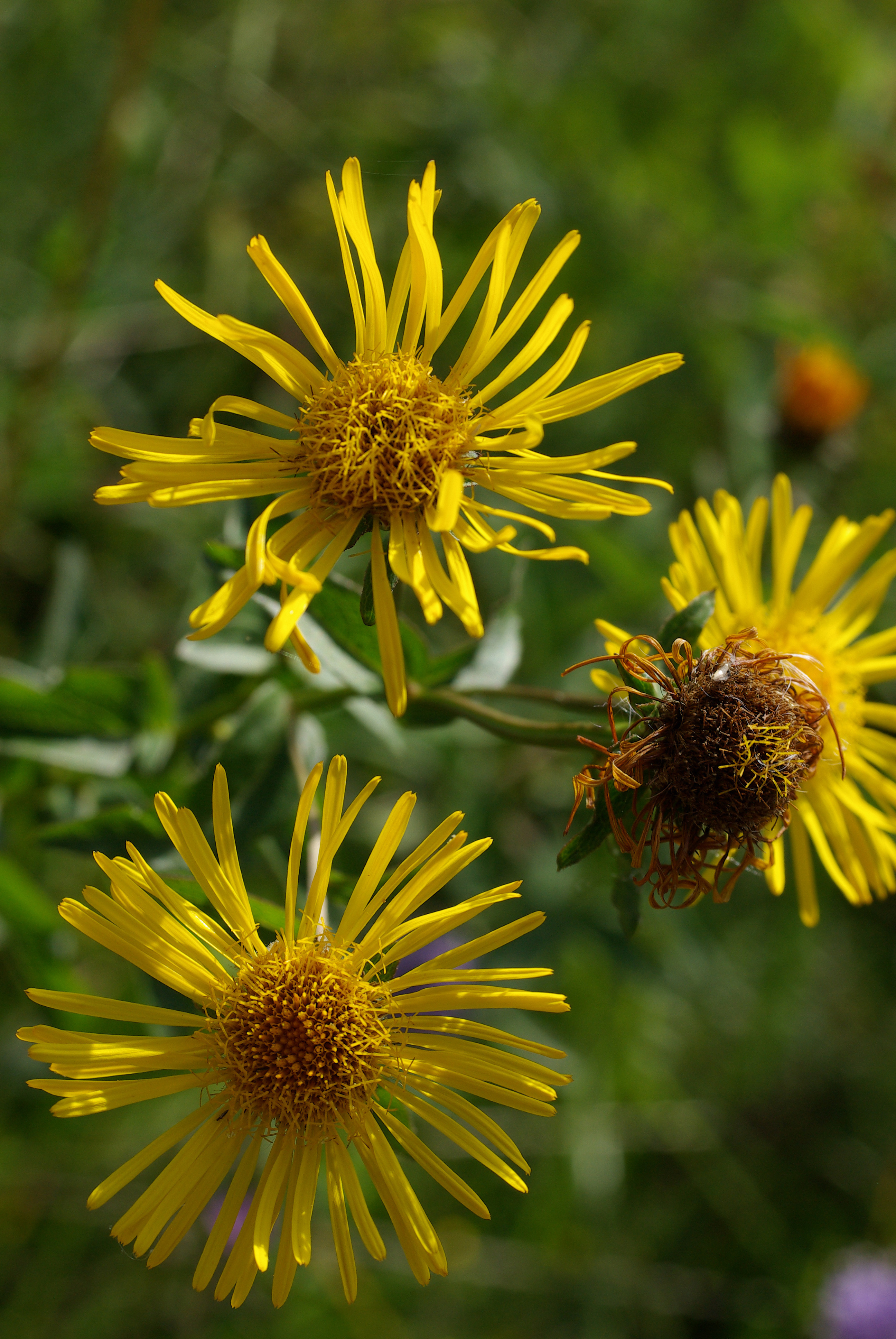 Inula salicina L.