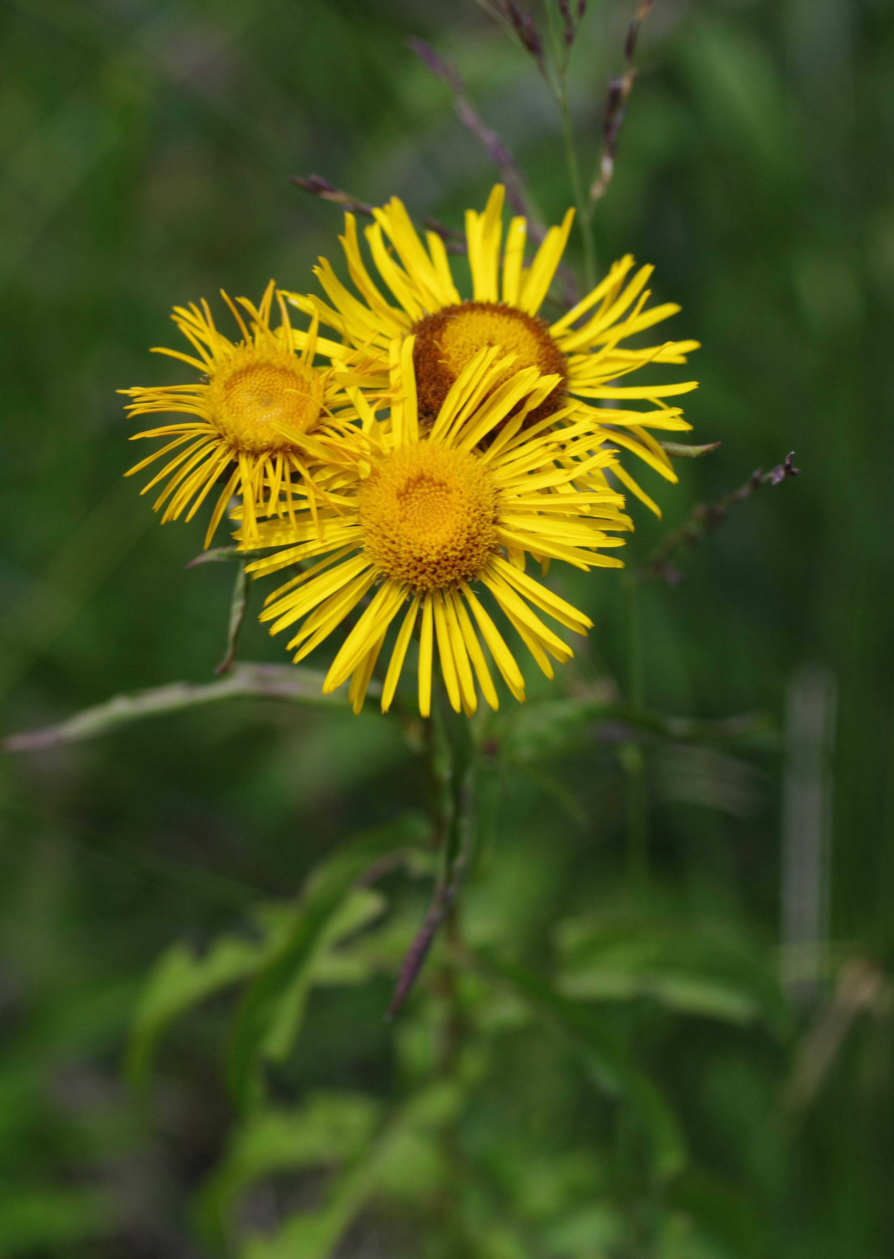 Inula salicina L.
