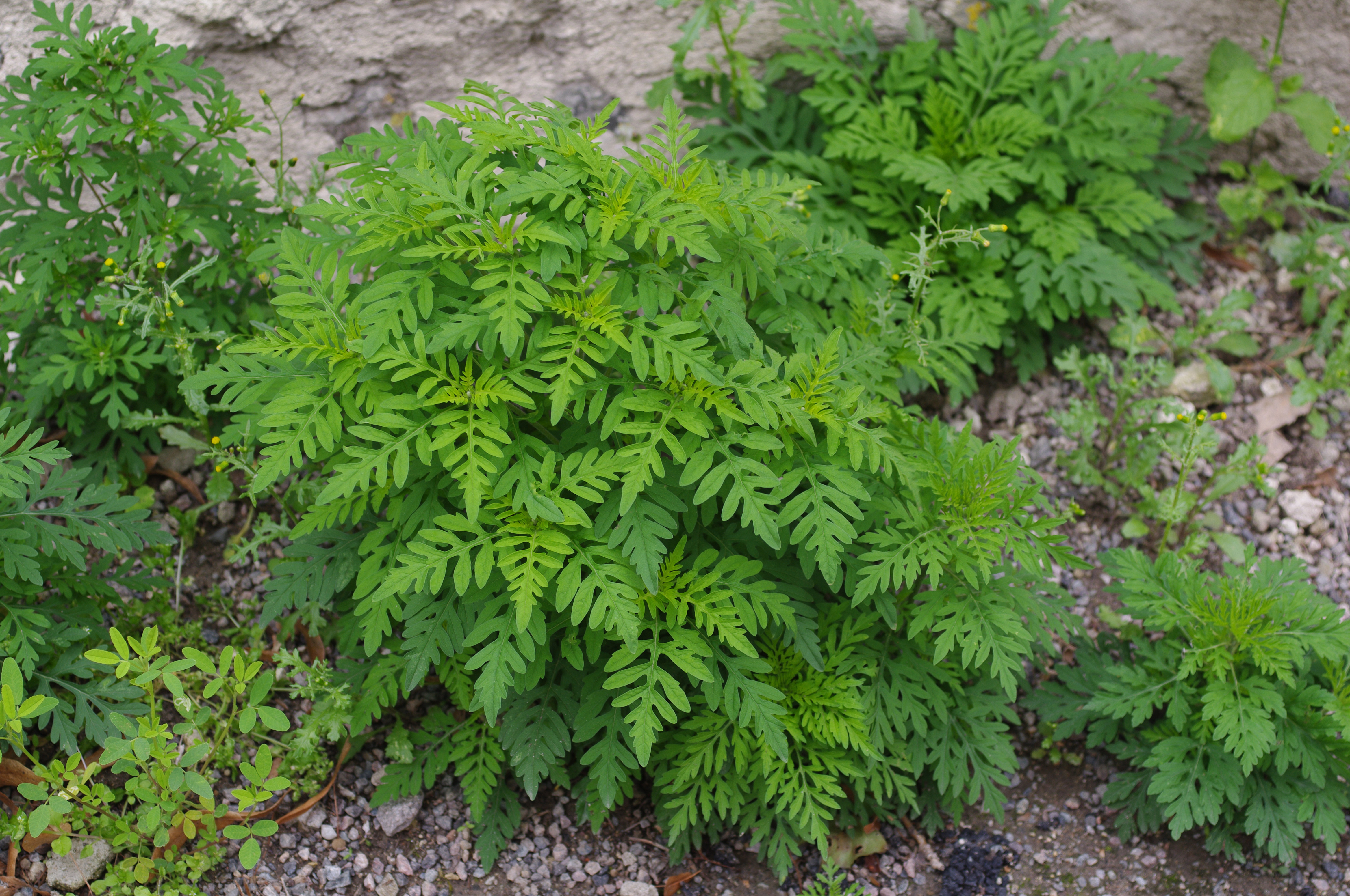 Ambrosia artemisiifolia L.