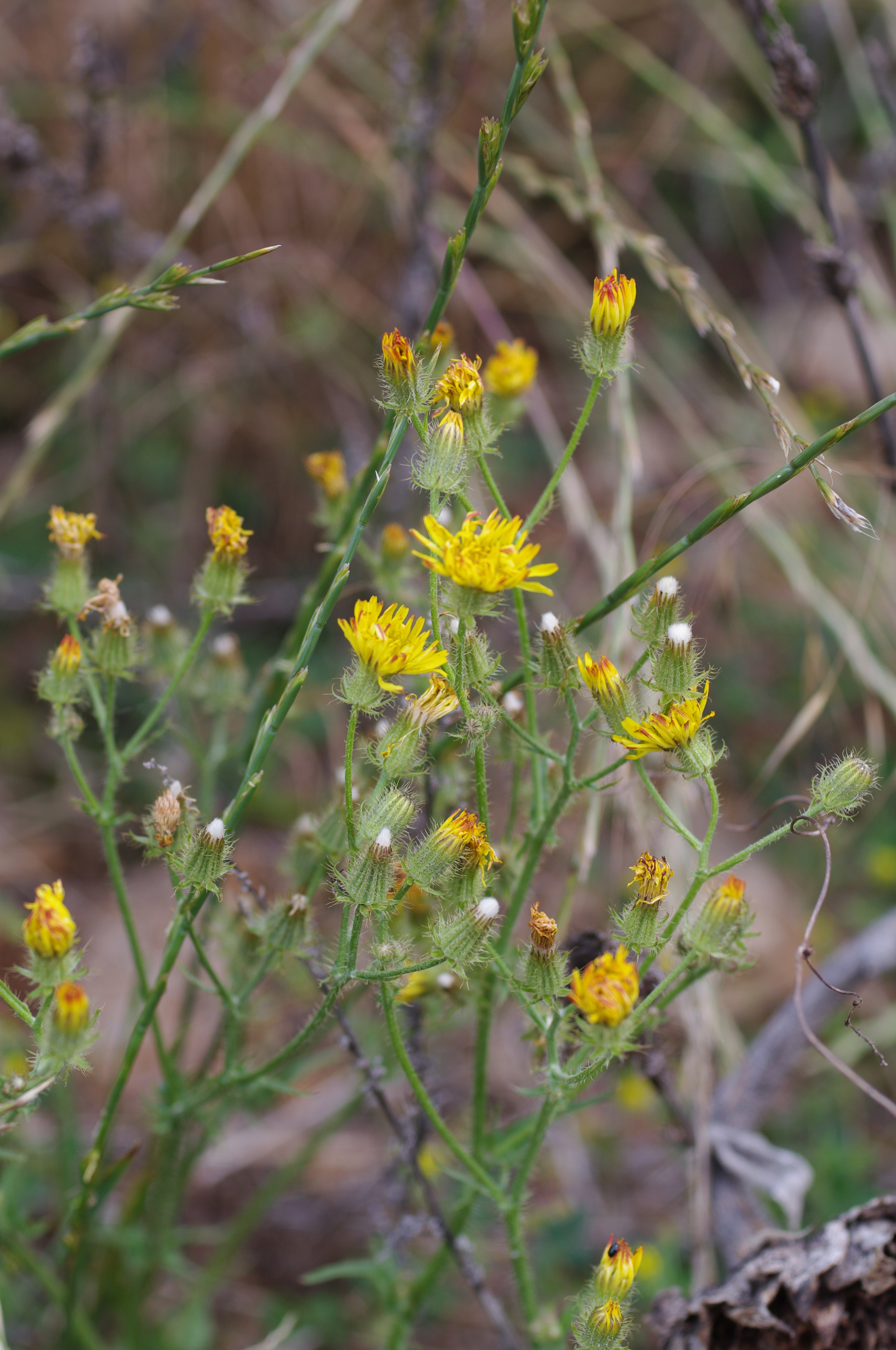 Crepis setosa Haller f.