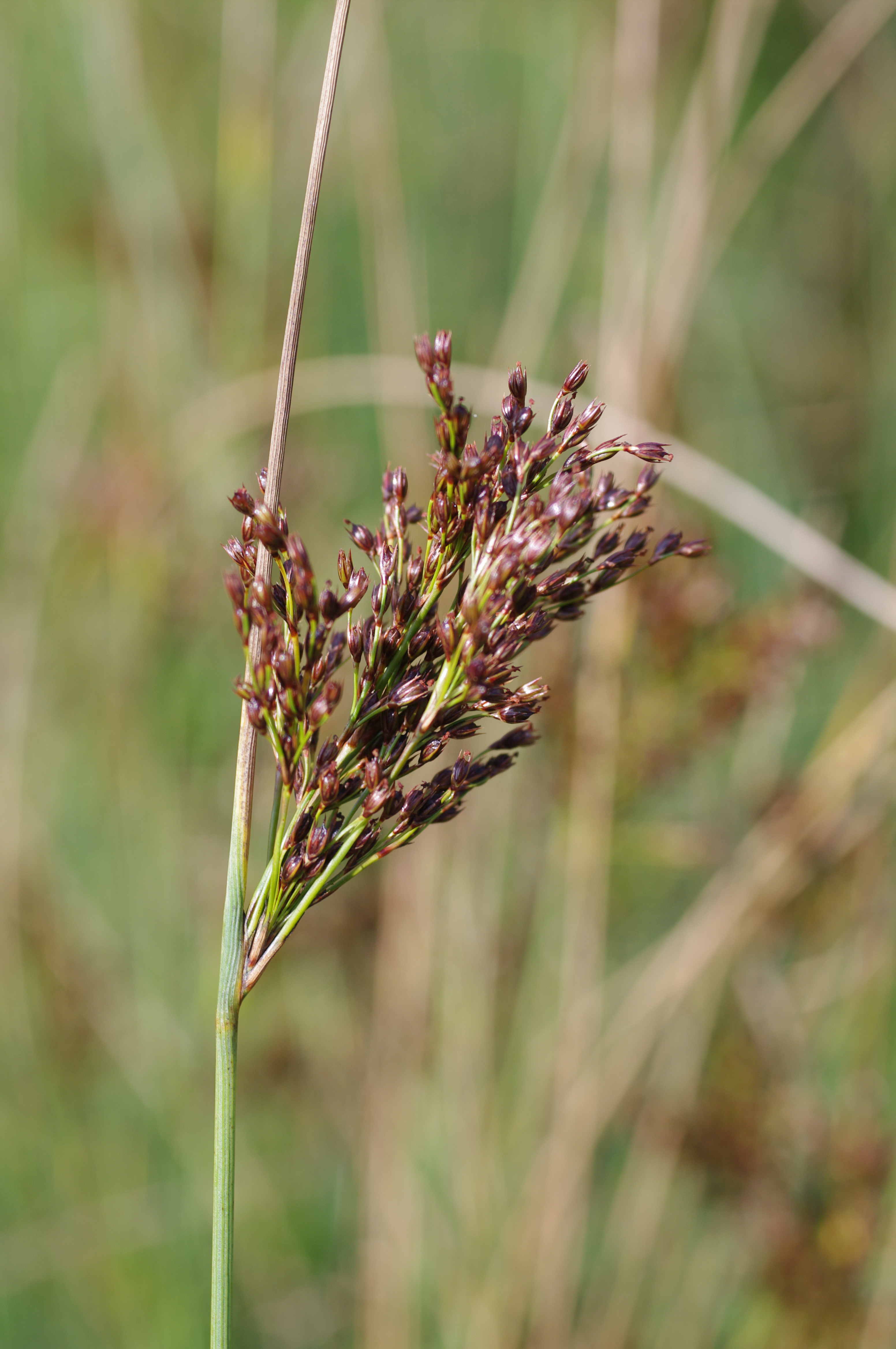 Juncus inflexus L.
