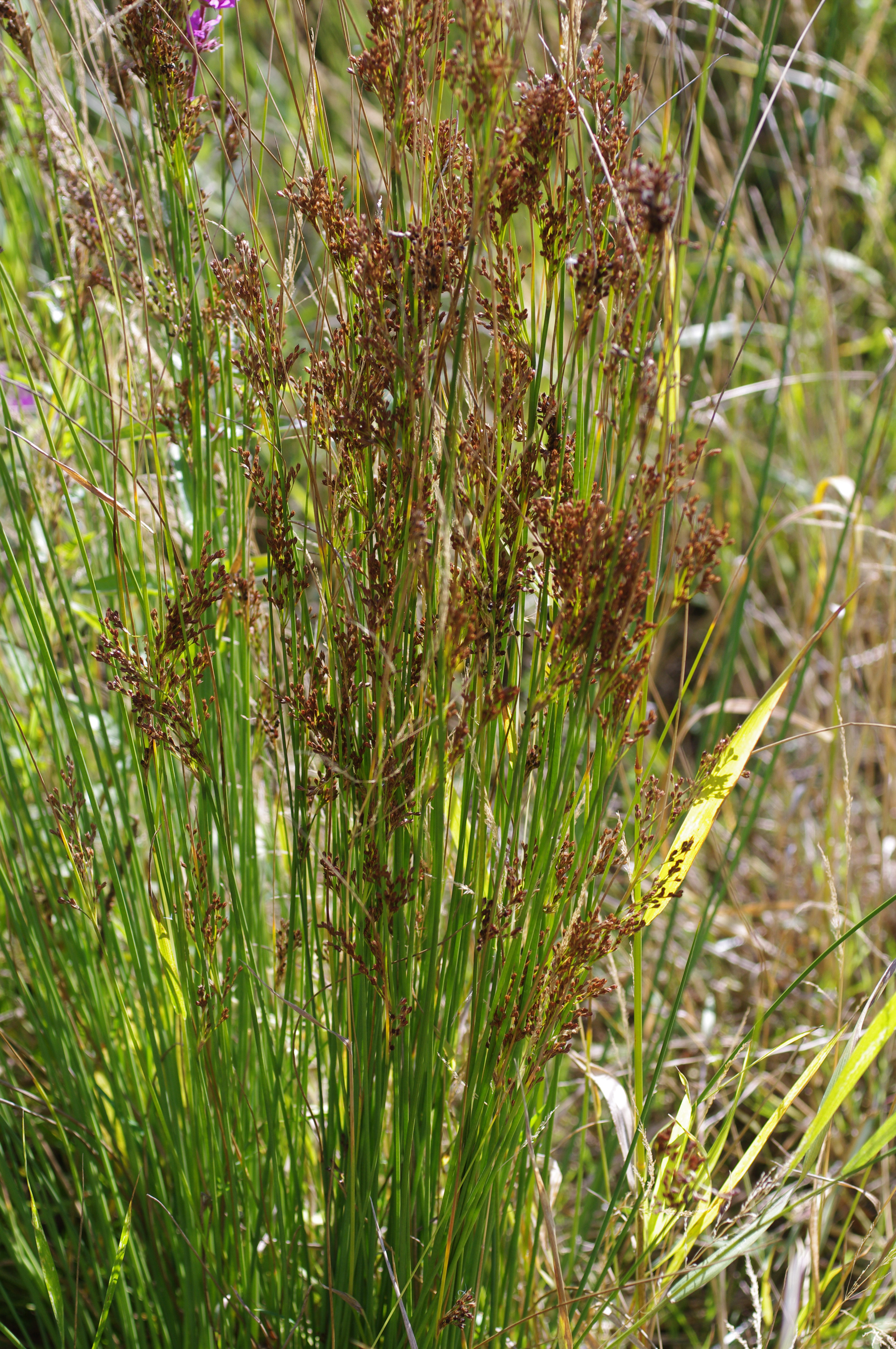 Juncus inflexus L.