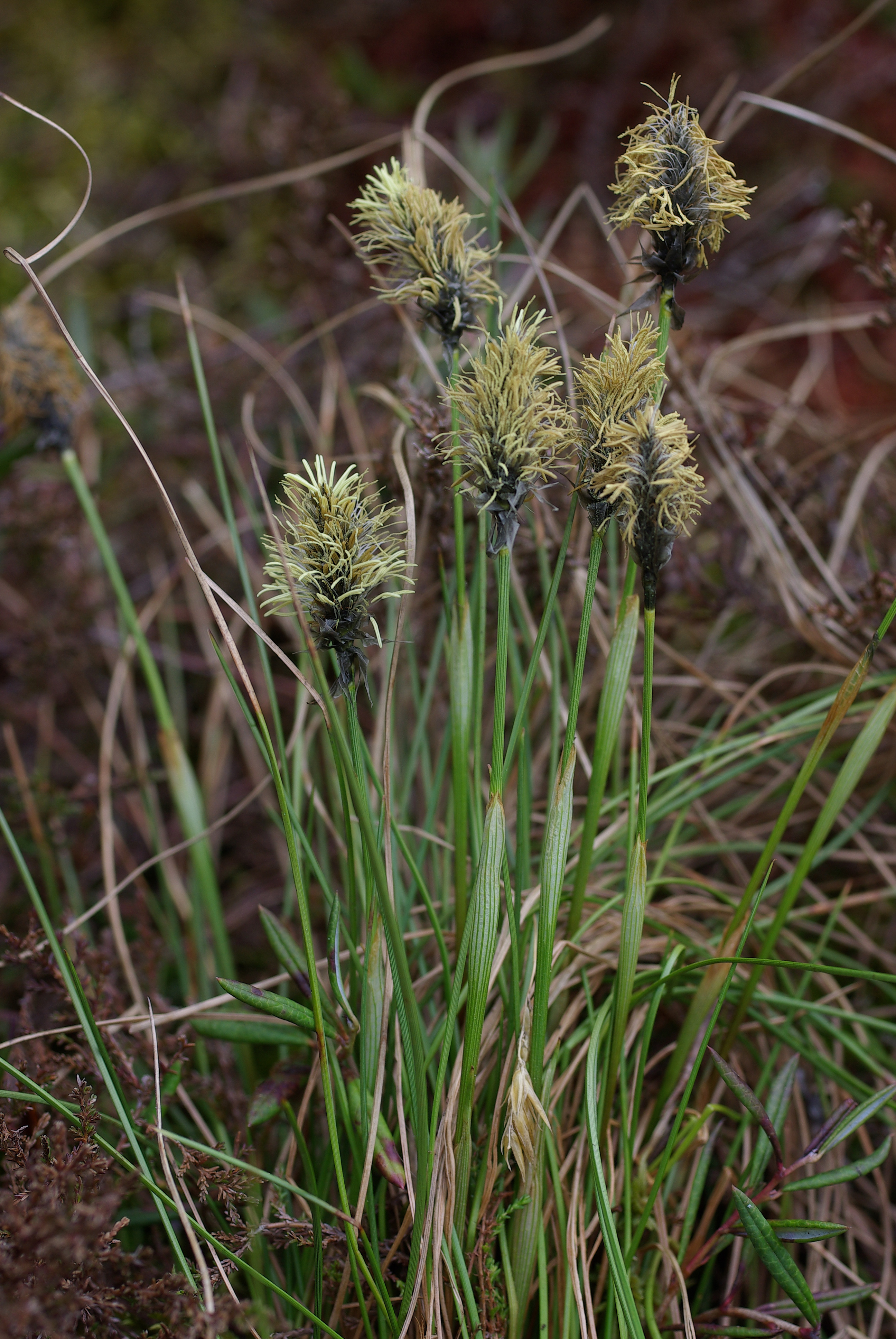 Eriophorum vaginatum L.