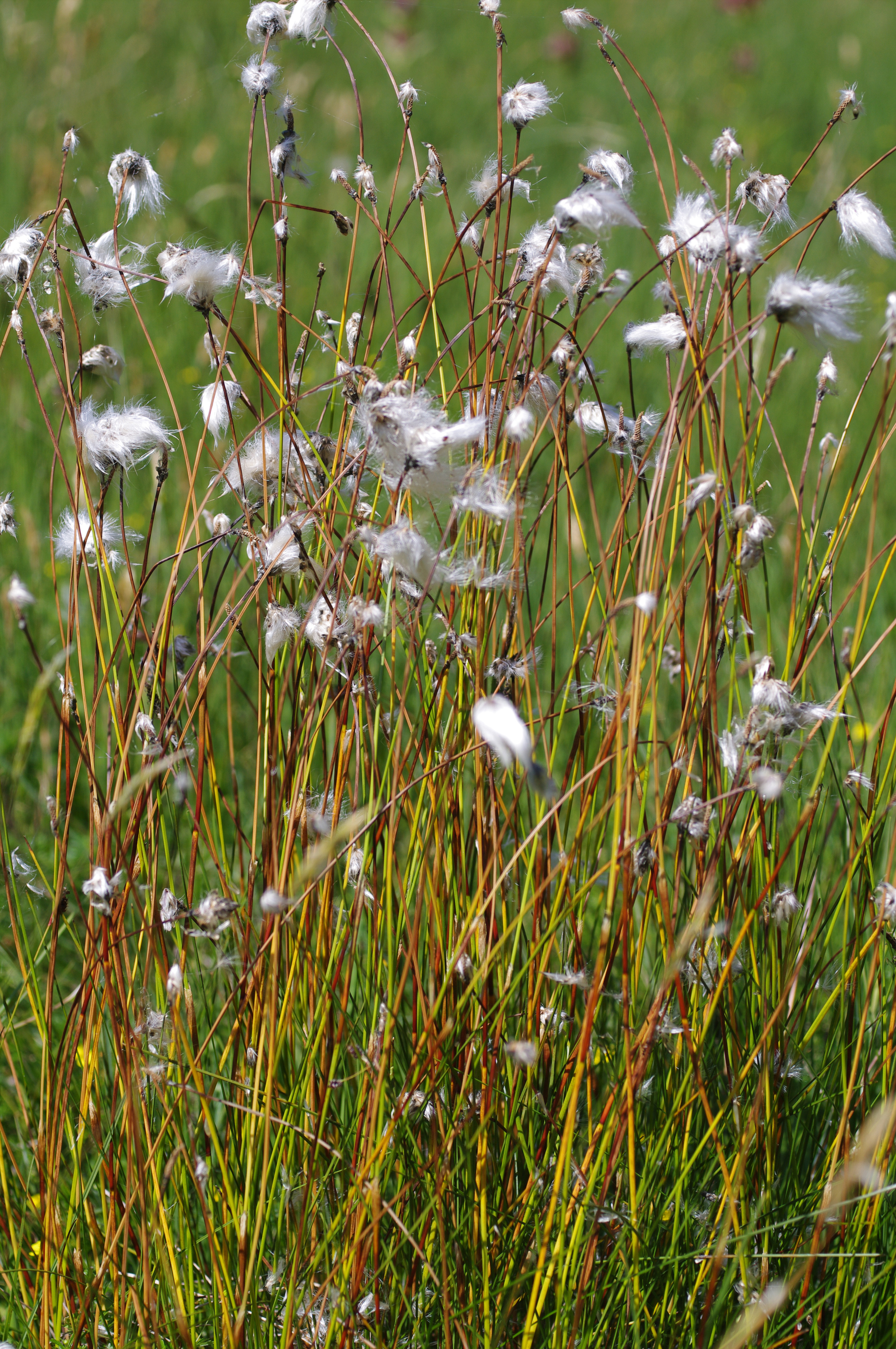 Eriophorum vaginatum L.
