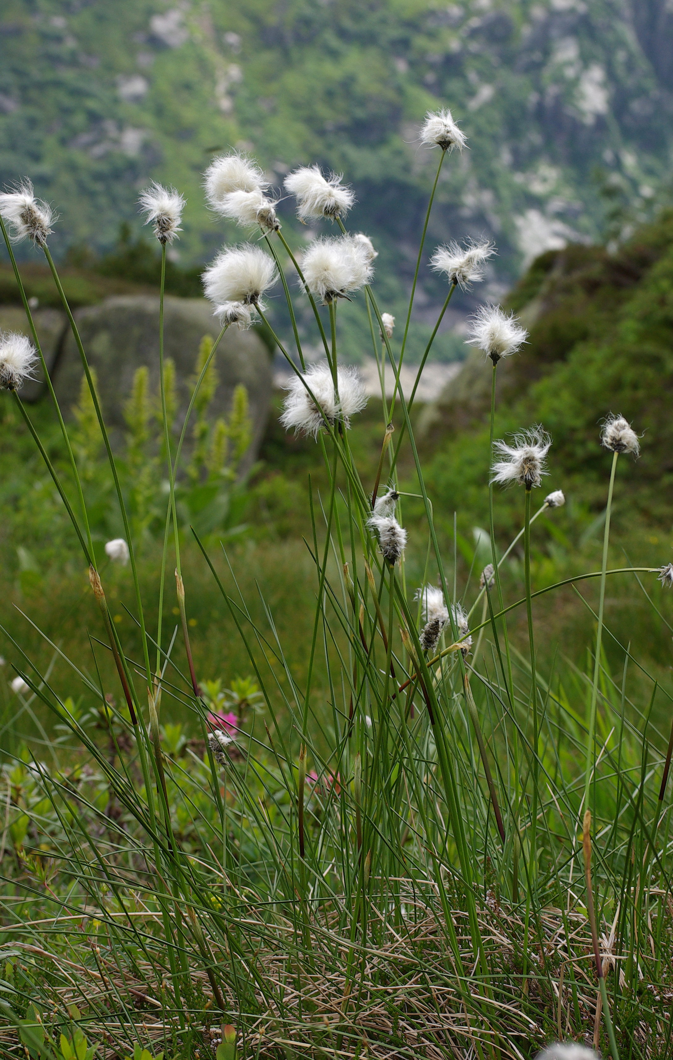 Eriophorum vaginatum L.