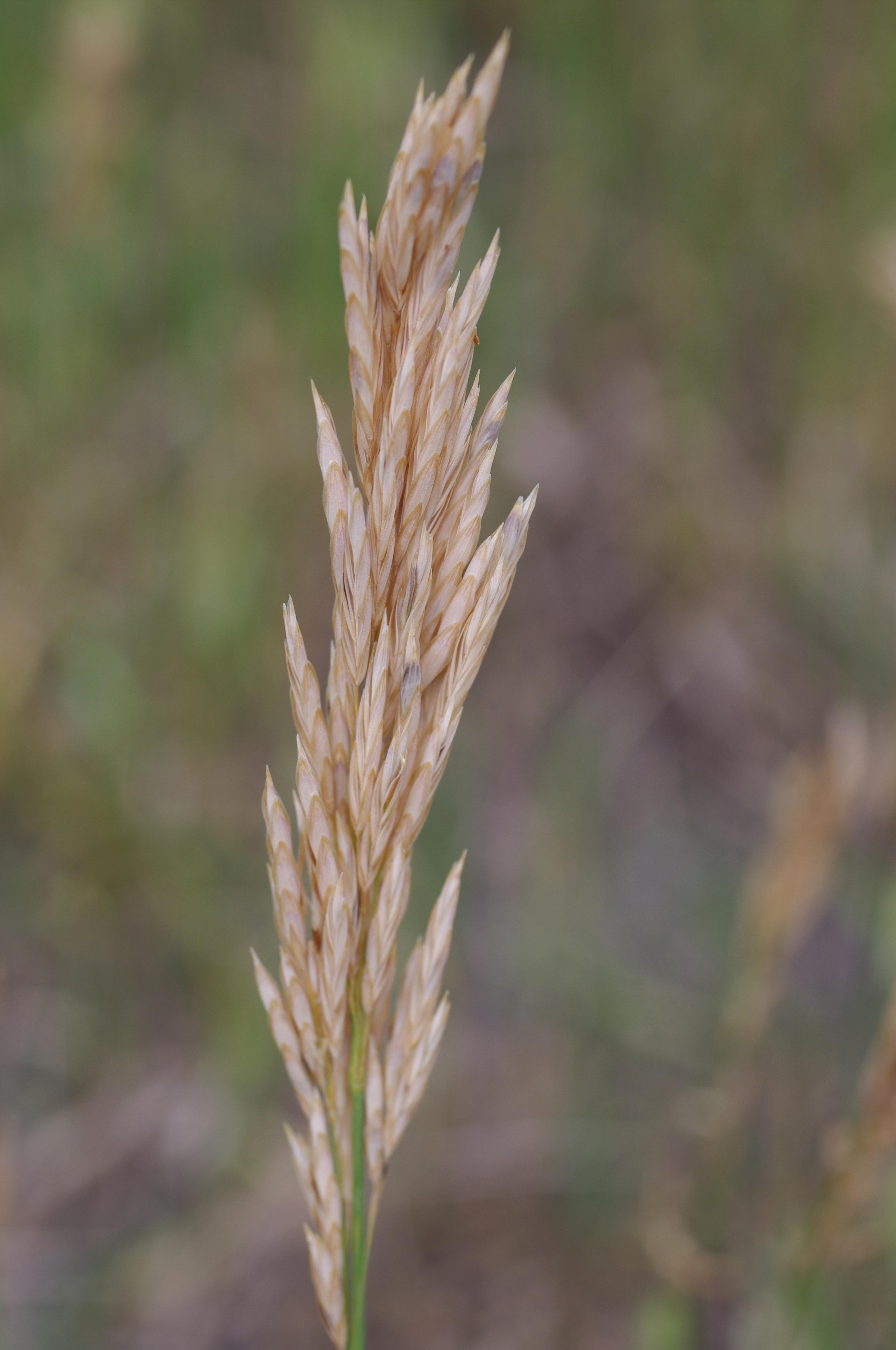 Bromus inermis Leyss.