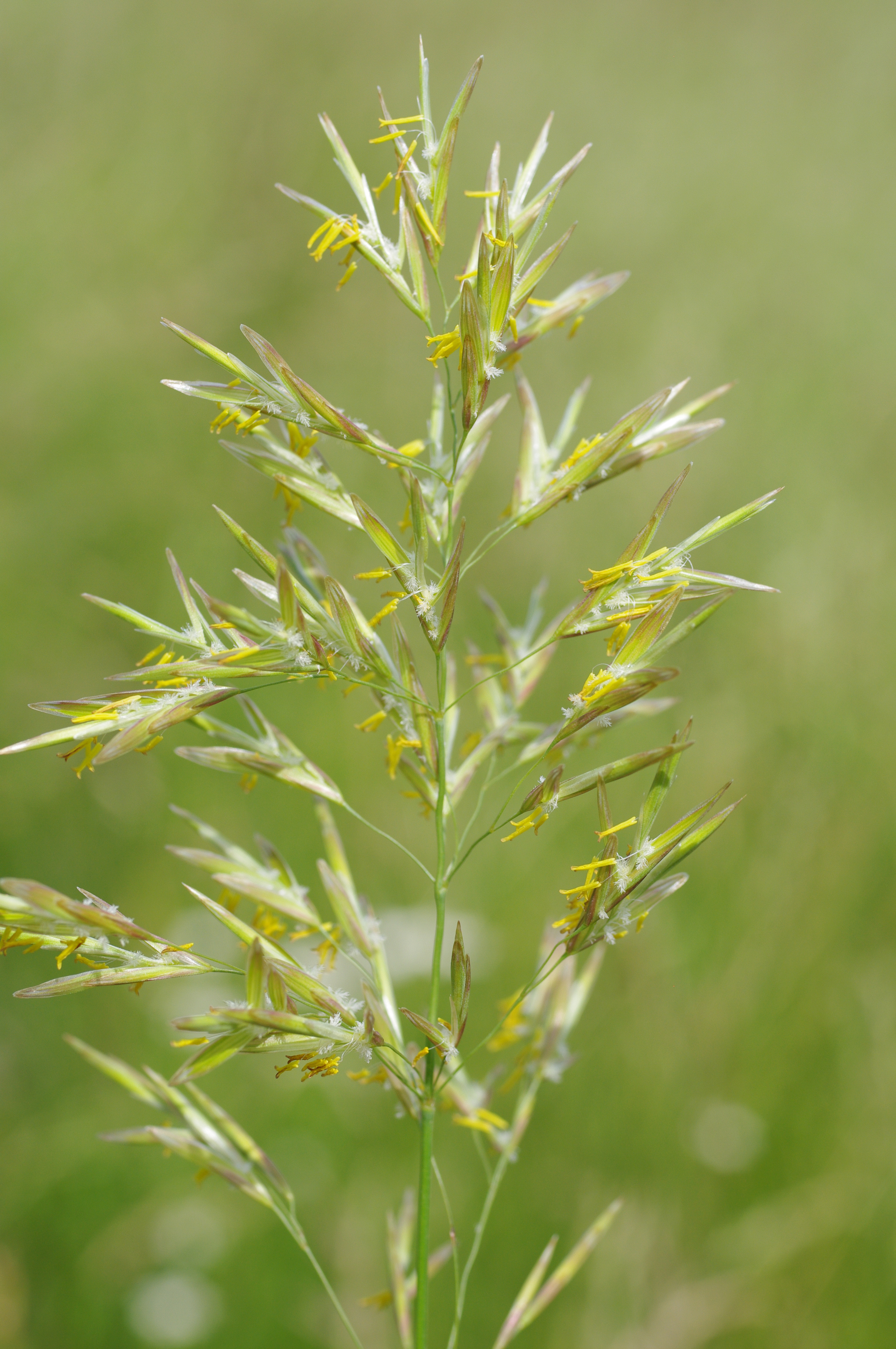 Bromus inermis Leyss.