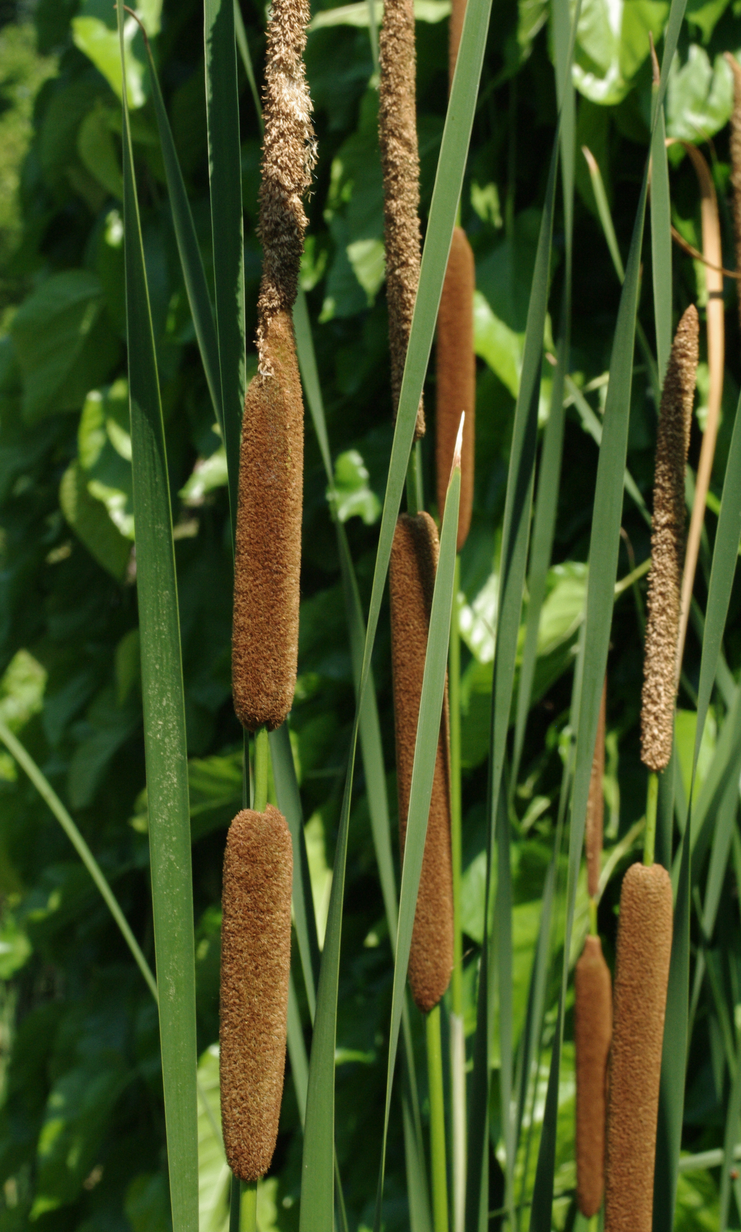 Typha angustifolia L.