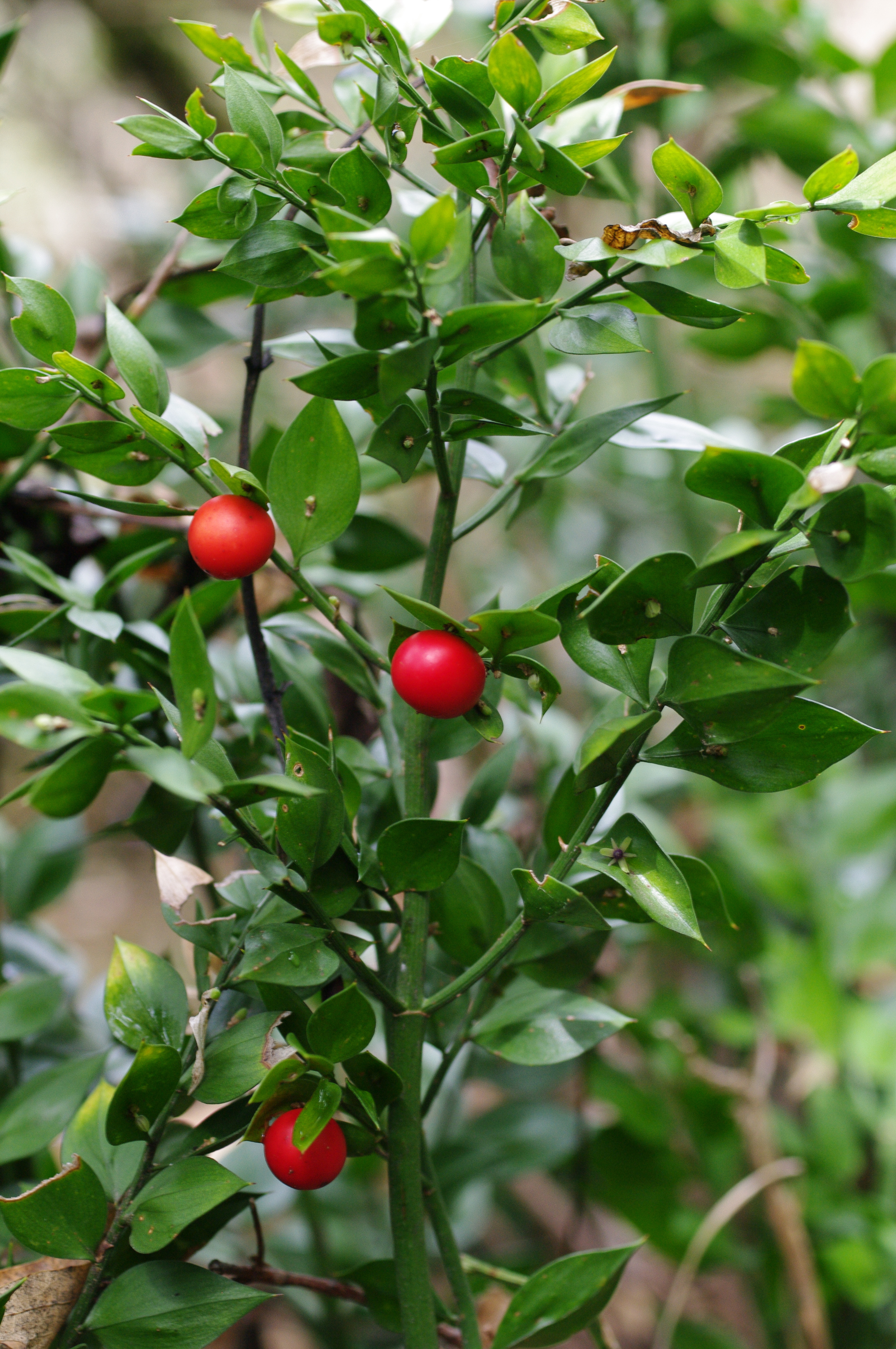 Ruscus aculeatus L.