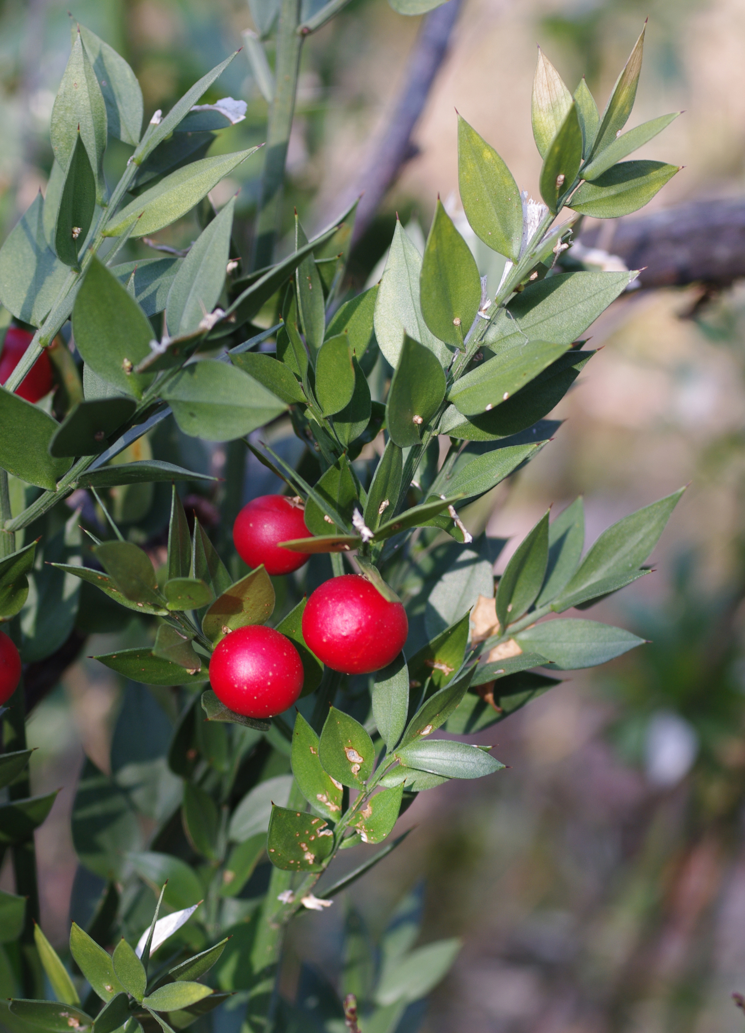 Ruscus aculeatus L.