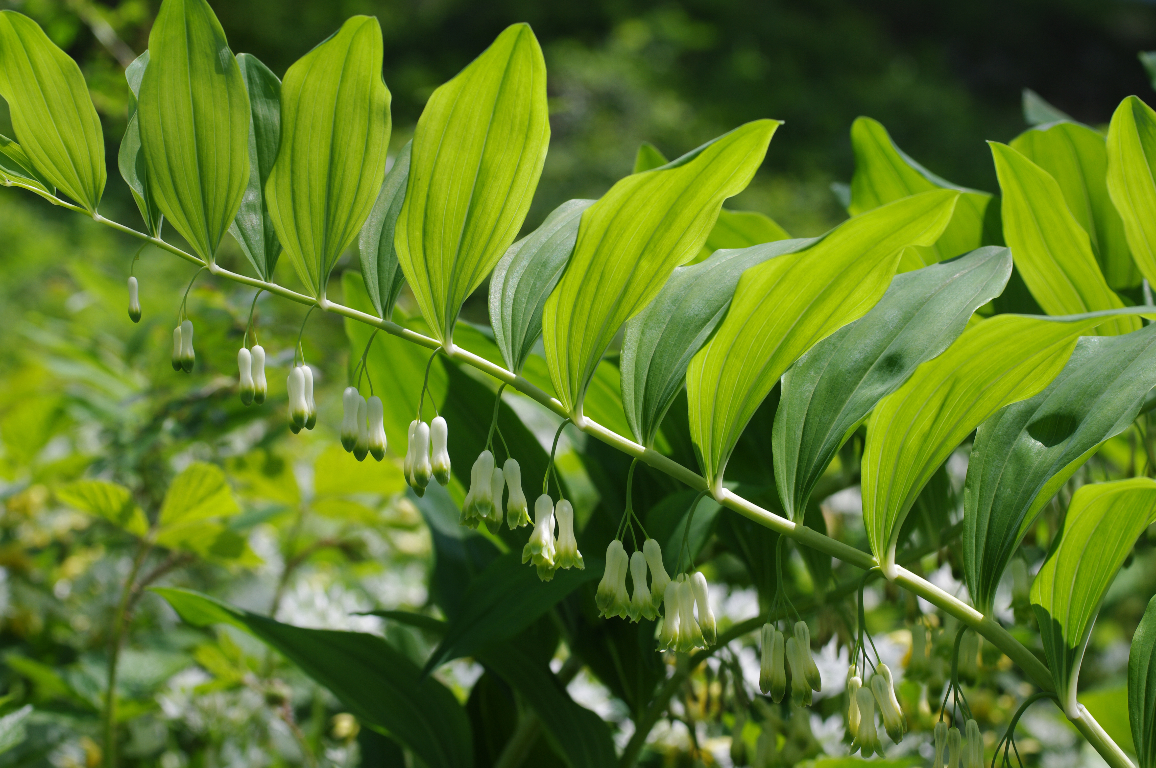 Polygonatum multiflorum (L.) All.