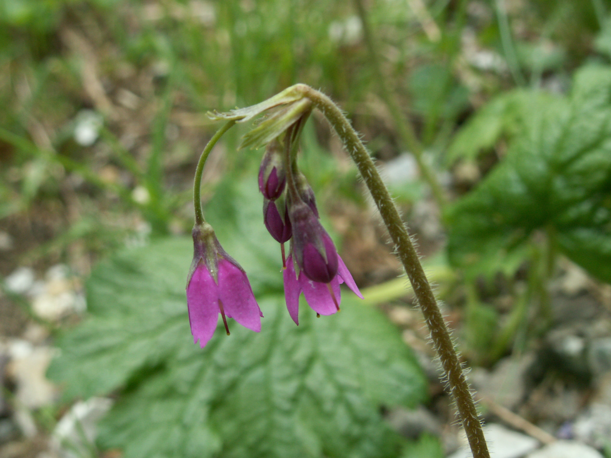 Cortusa matthioli L.