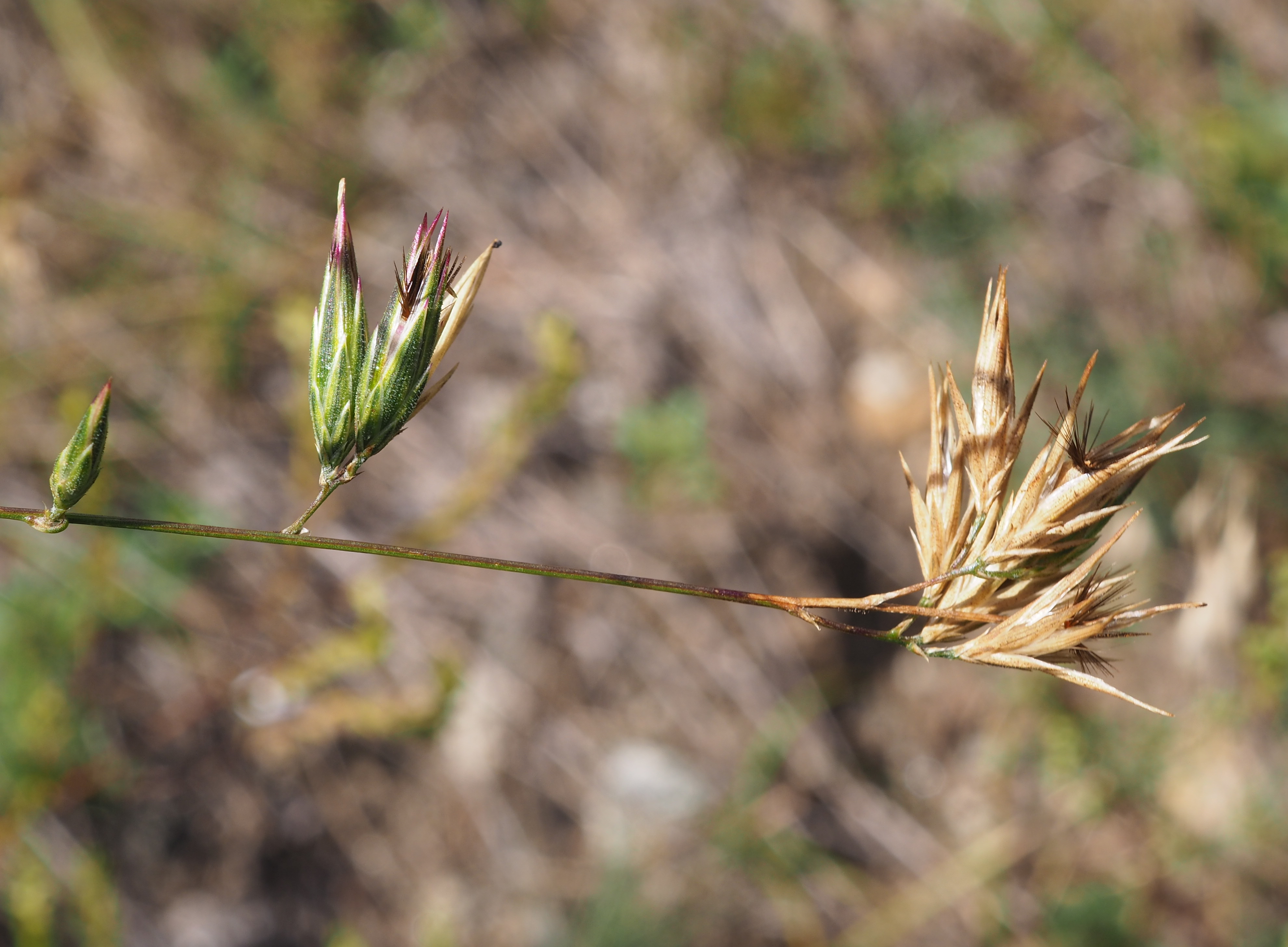 Crupina vulgaris Cass.