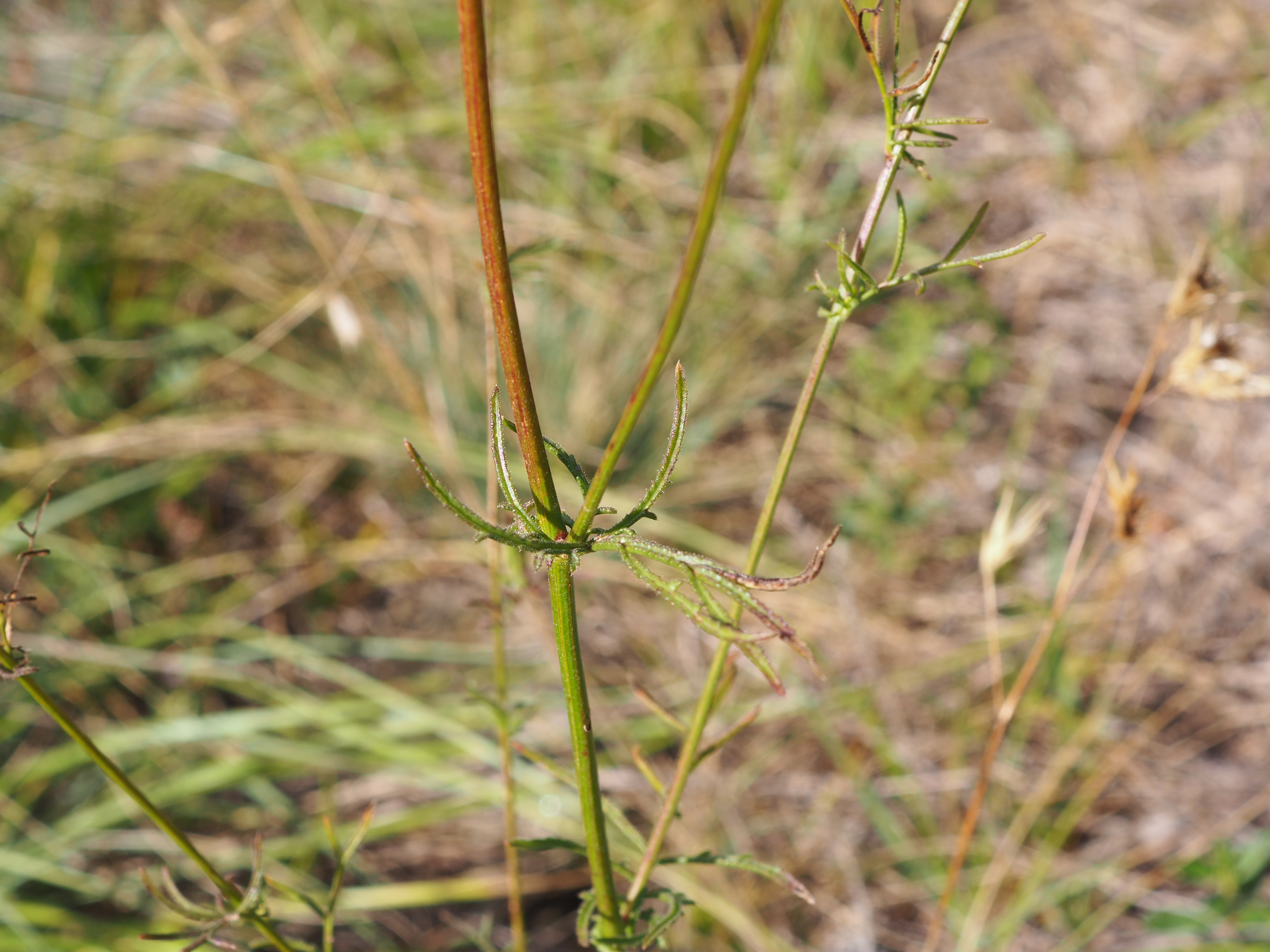 Crupina vulgaris Cass.