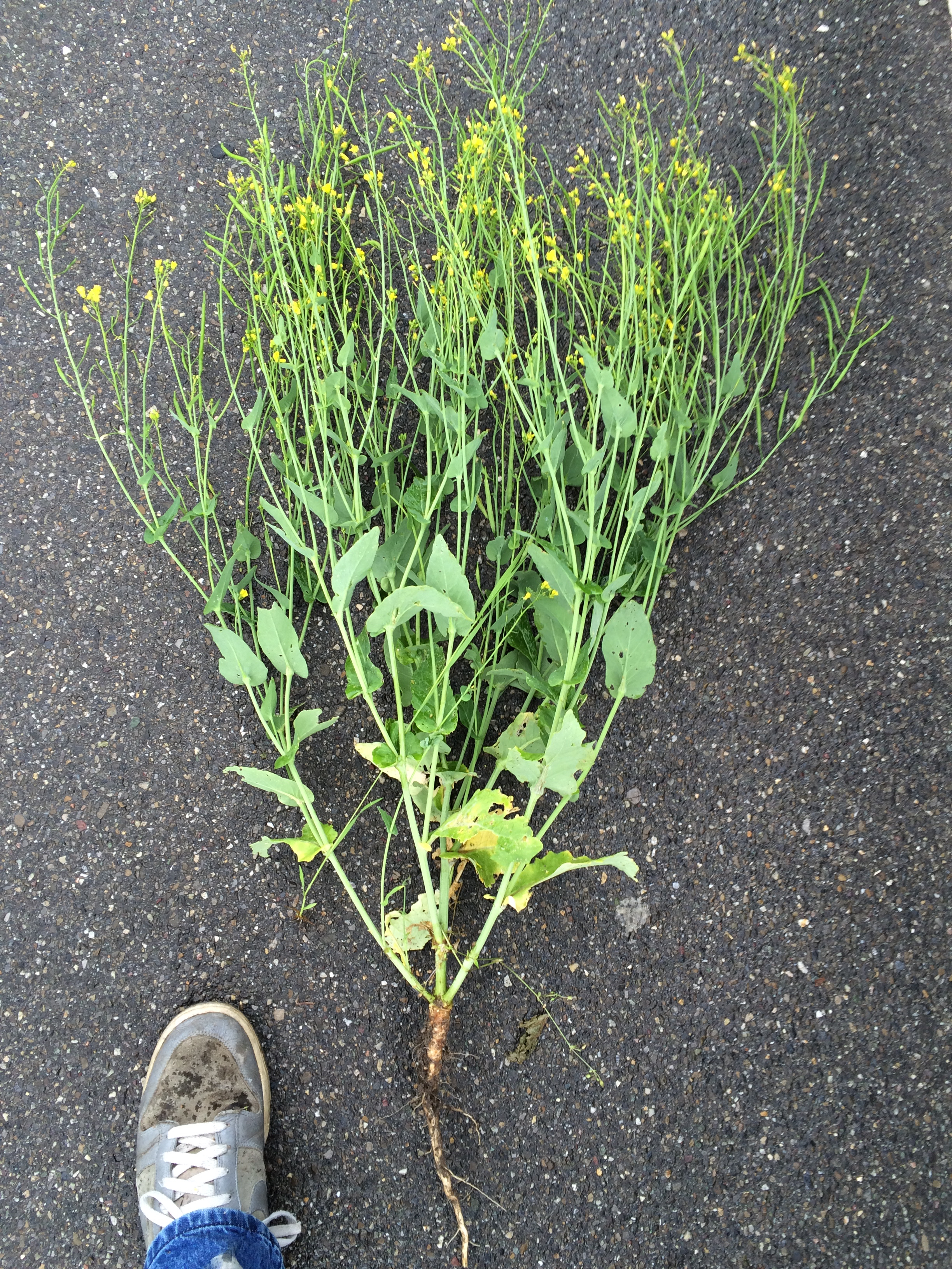 Brassica rapa L.