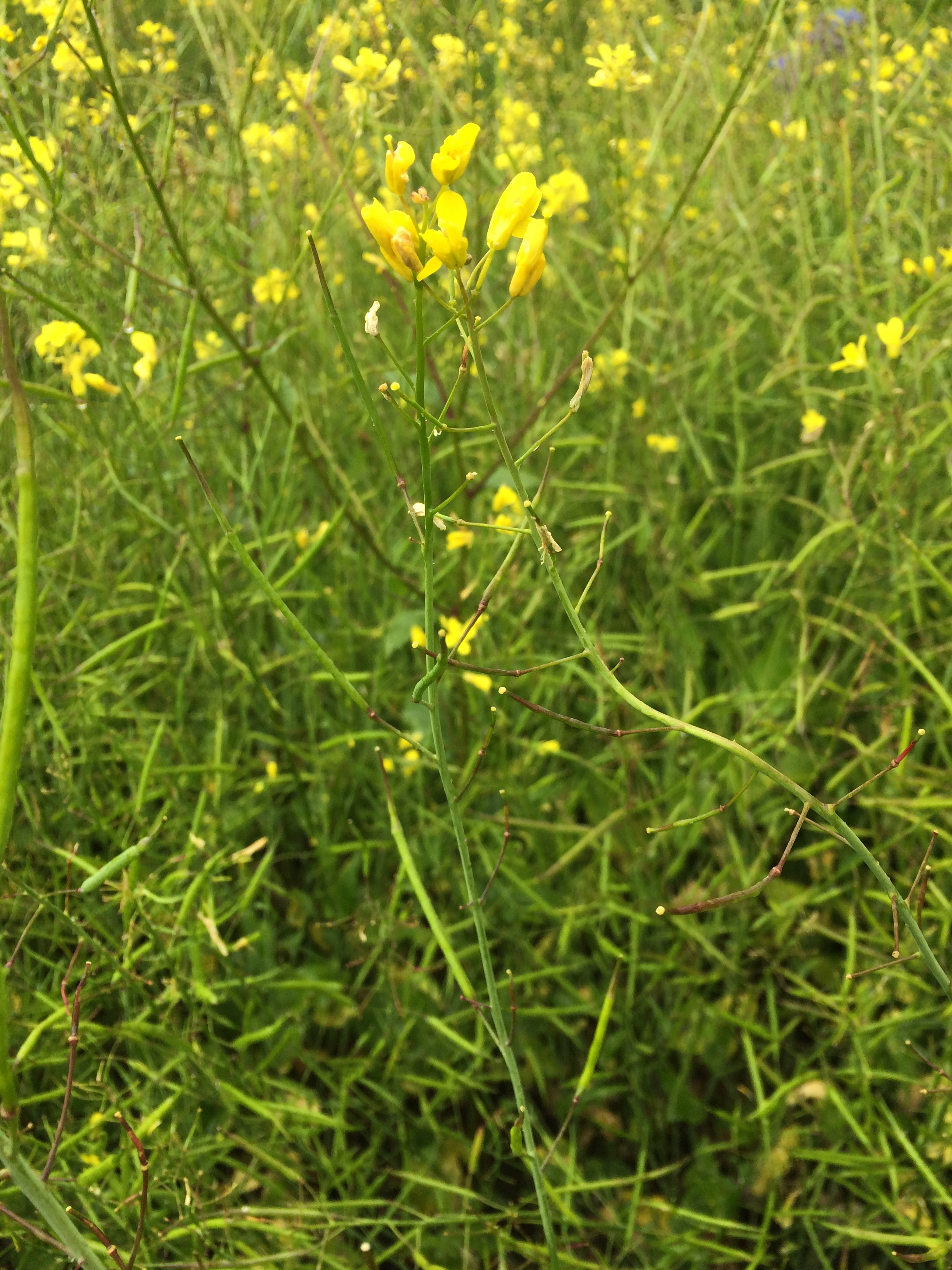 Brassica rapa L.