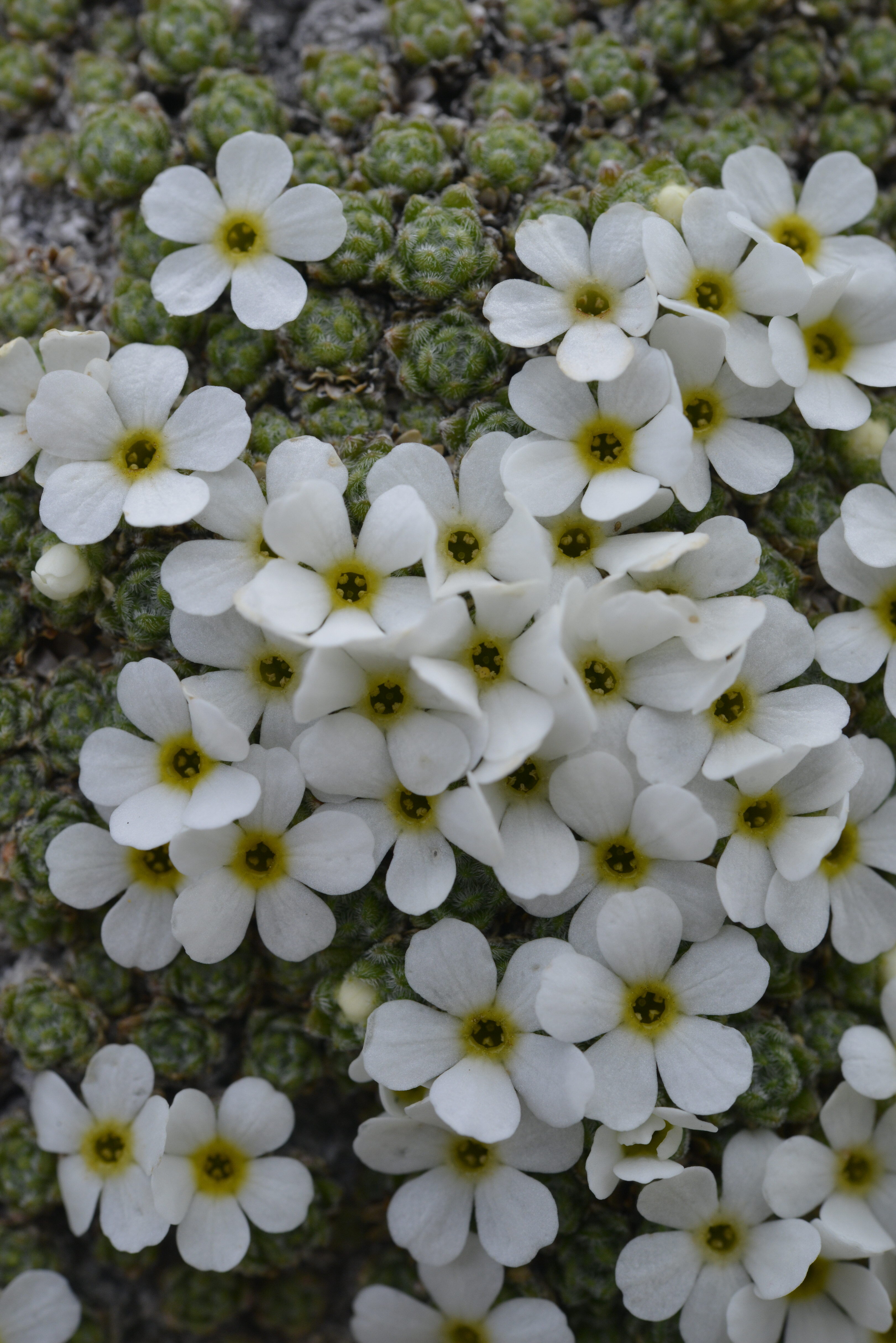 Androsace helvetica (L.) All.