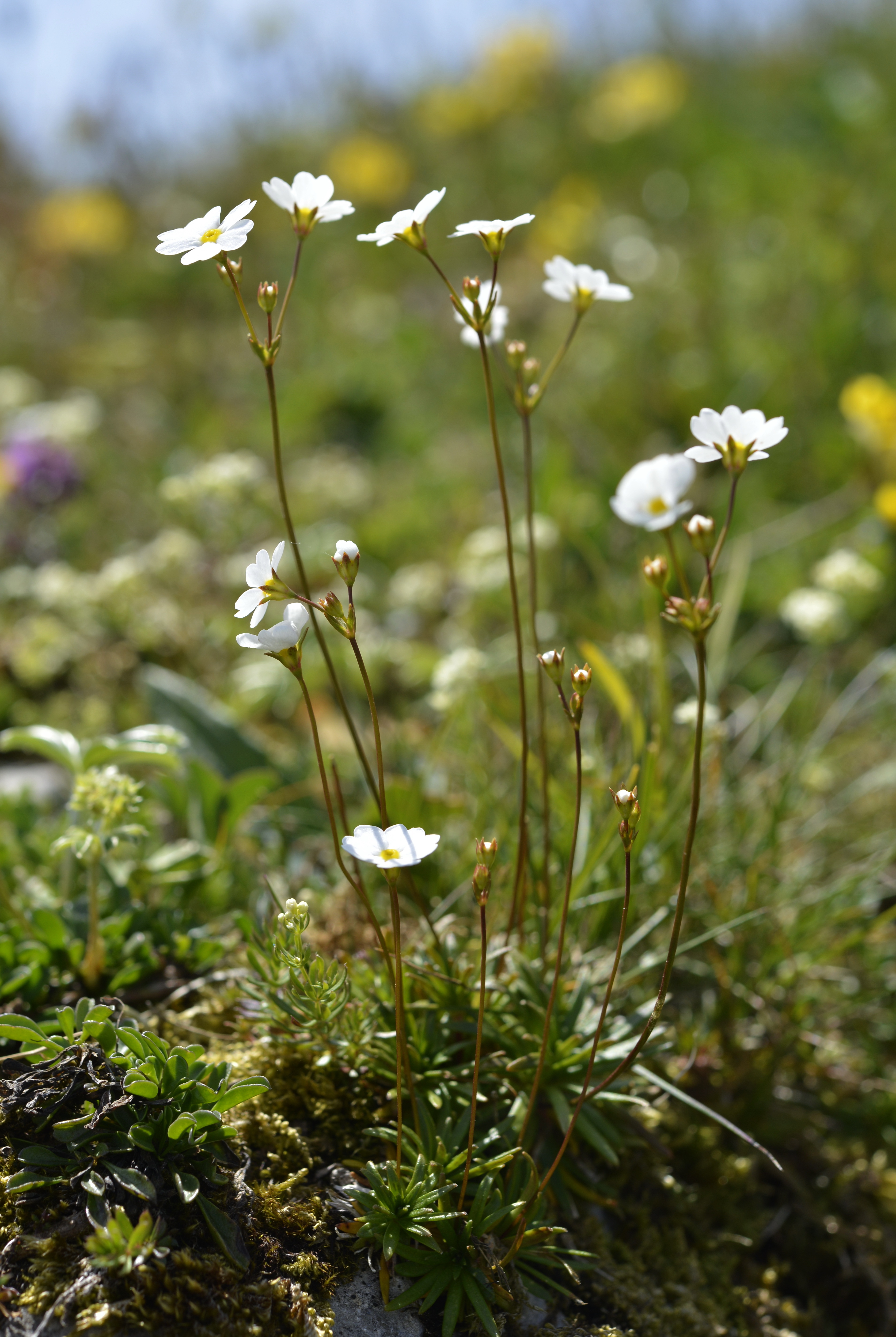 Androsace lactea L.