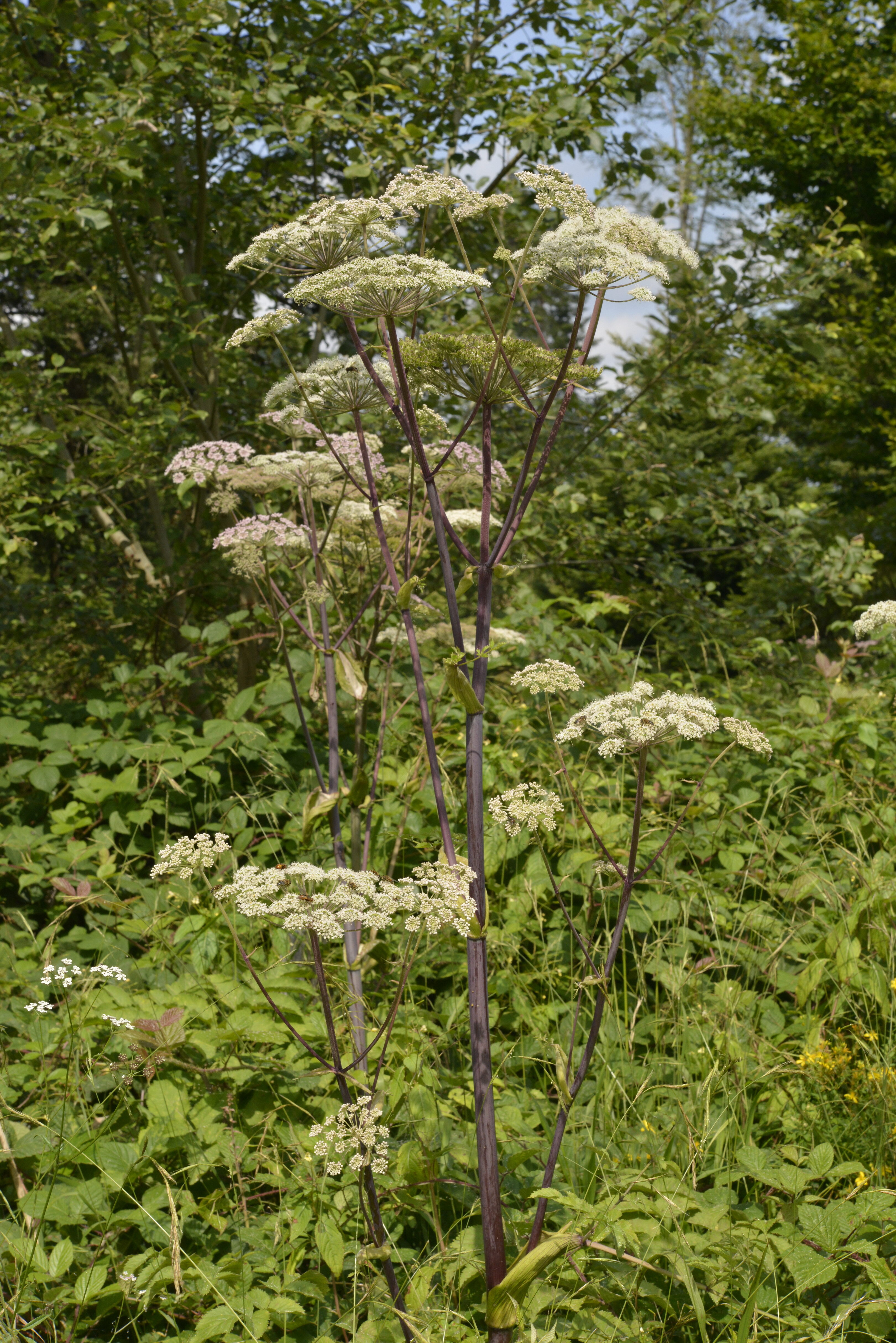 Angelica sylvestris L.