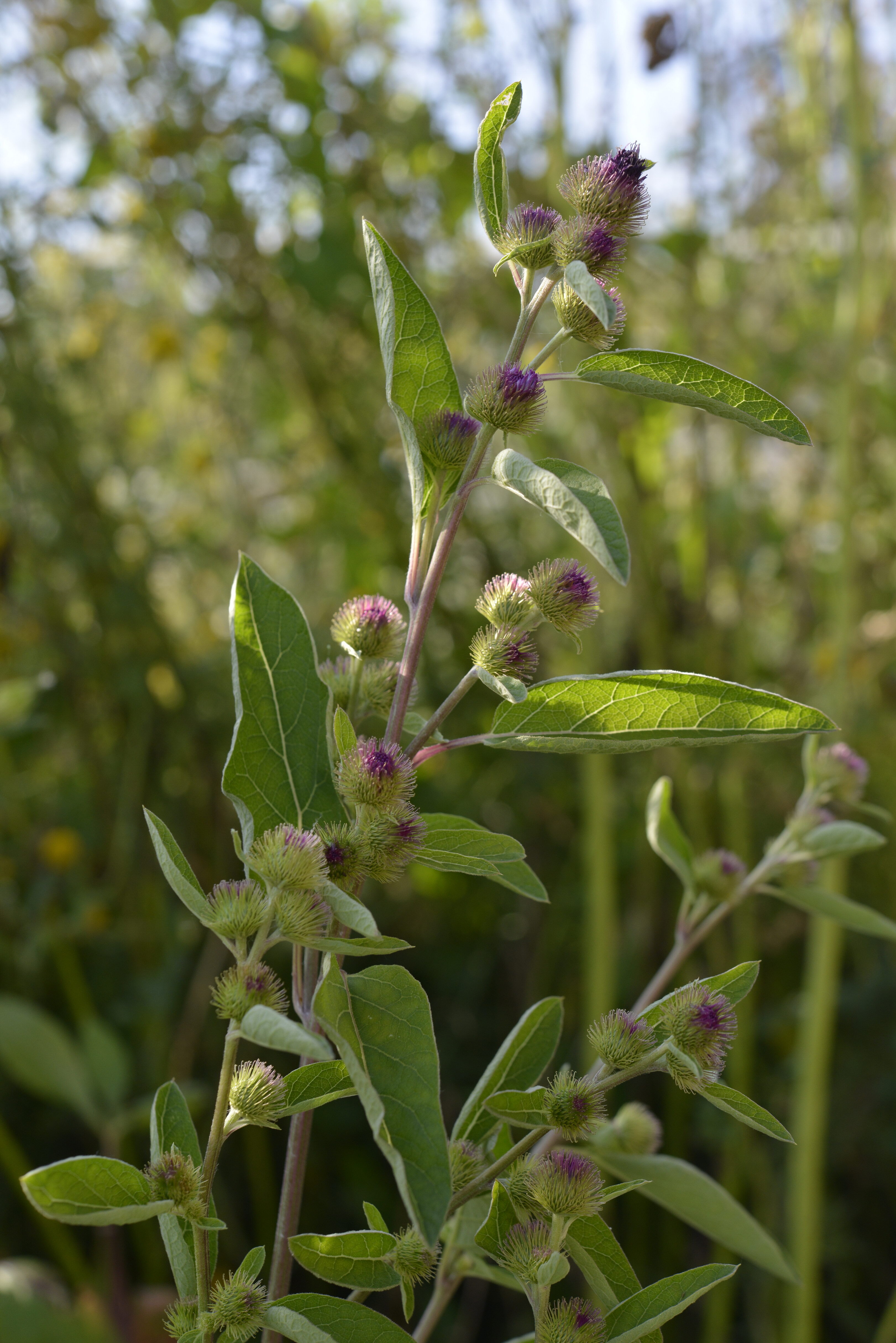 Arctium lappa L.