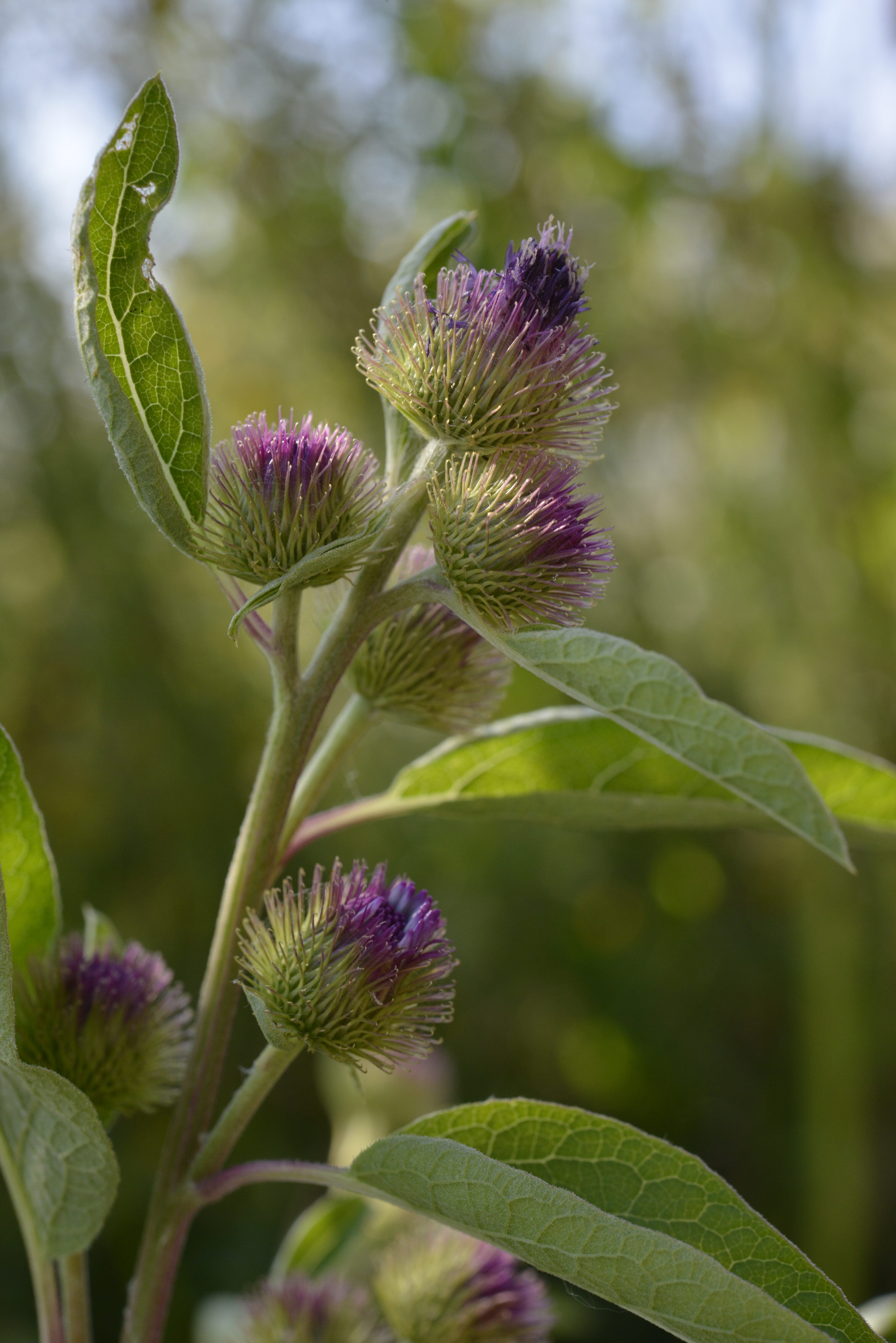 Arctium lappa L.
