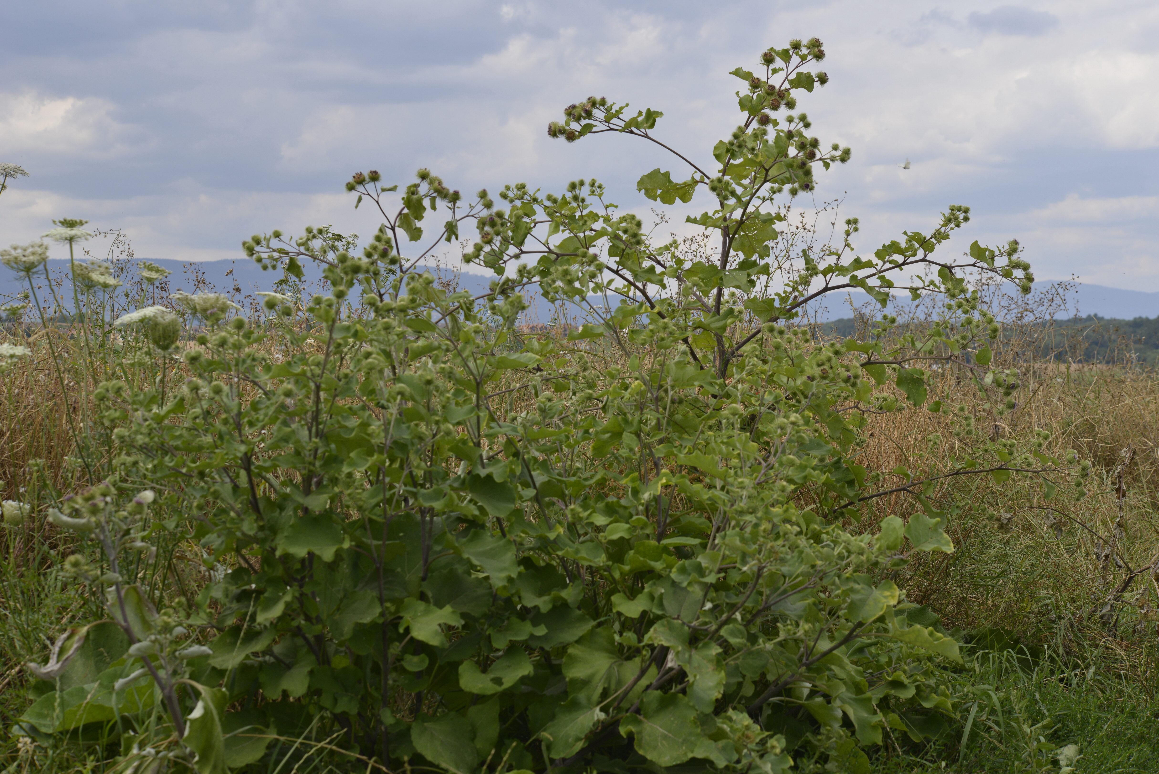 Arctium lappa L.