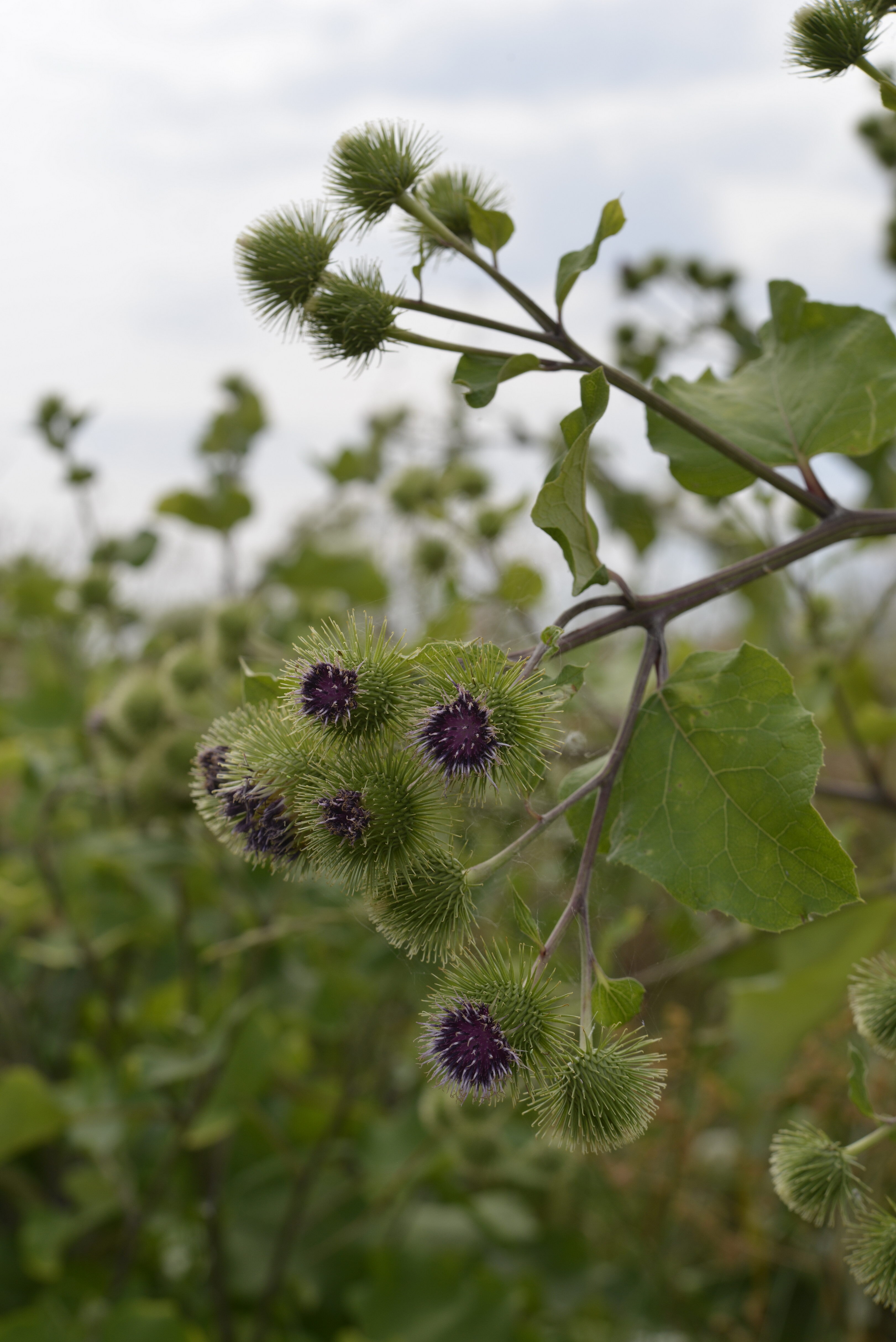 Arctium lappa L.