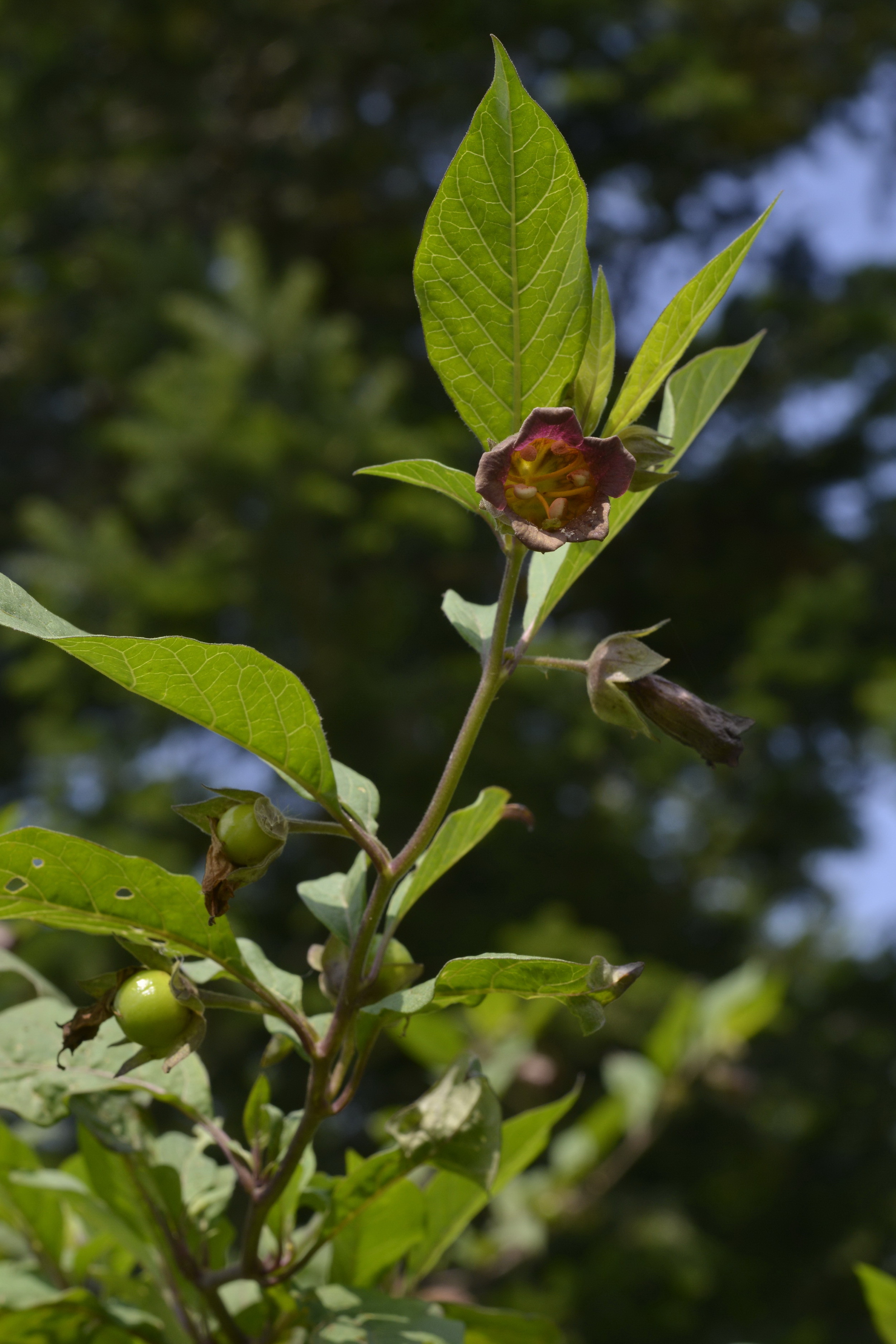 Atropa bella-donna L.
