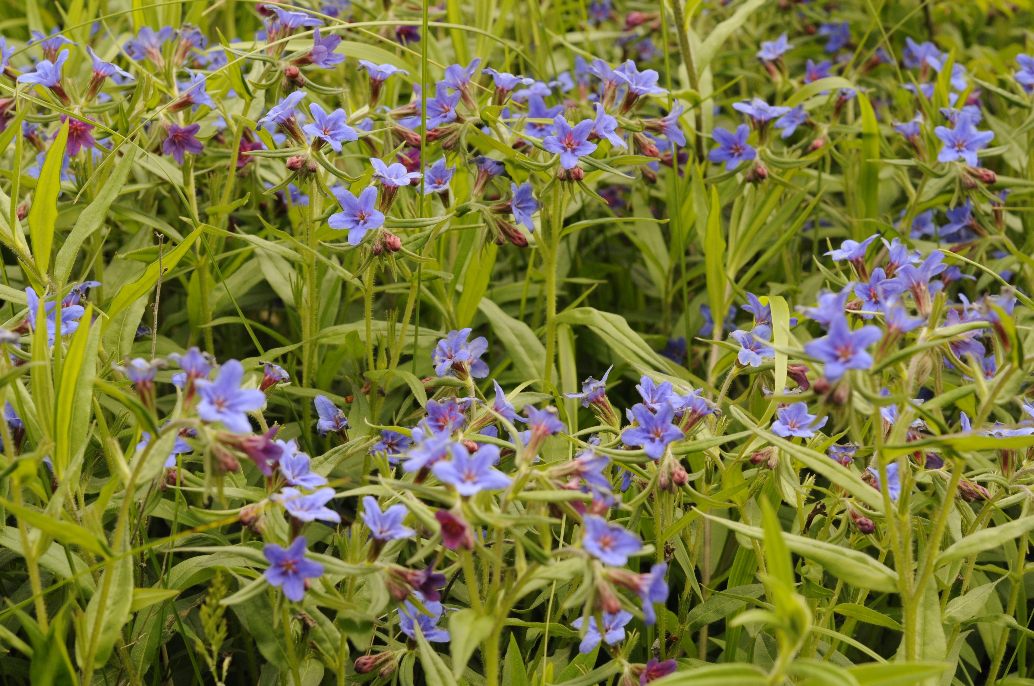 Buglossoides purpurocaerulea (L.) I. M. Johnst.