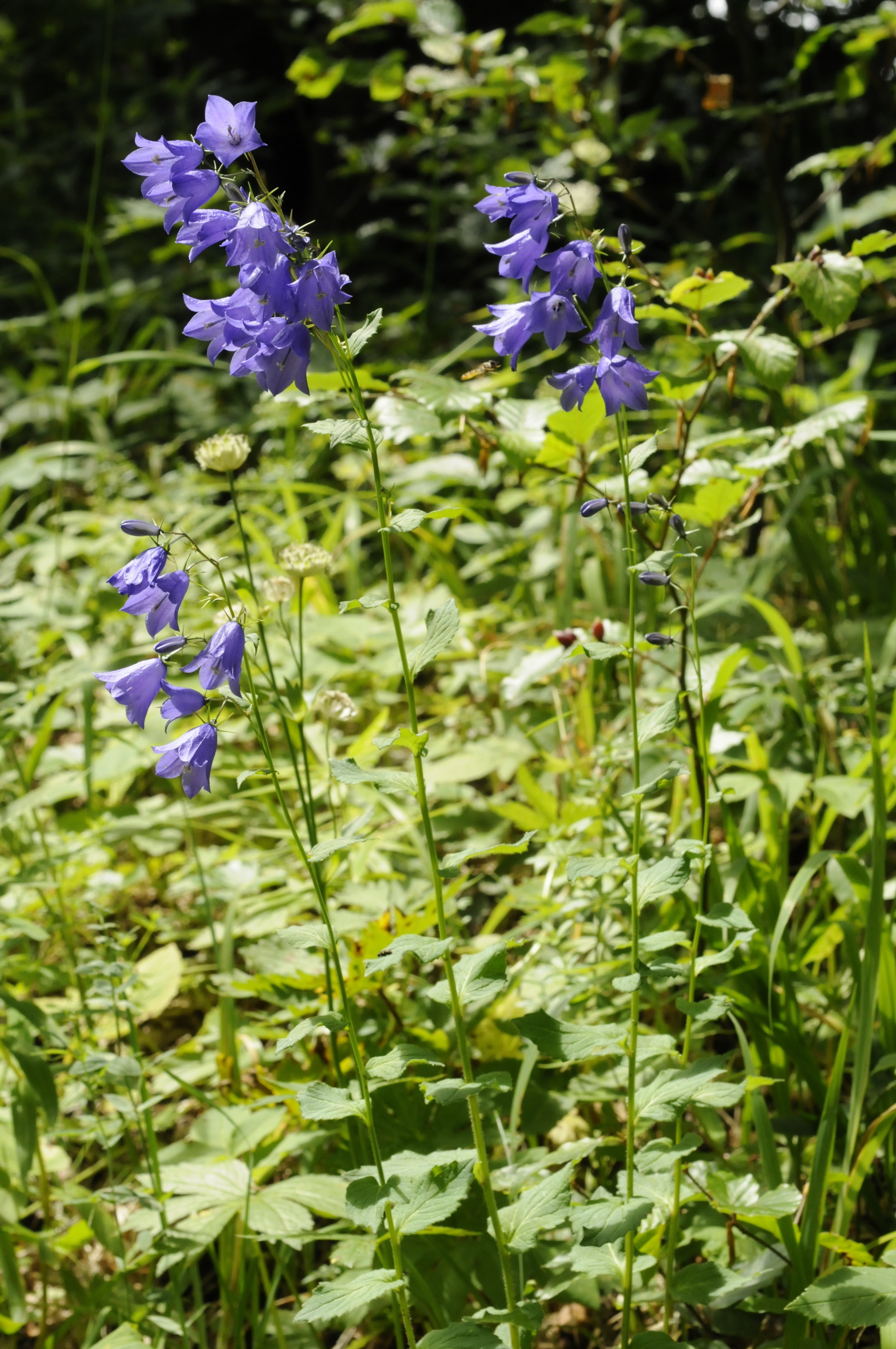 Campanula rhomboidalis L.