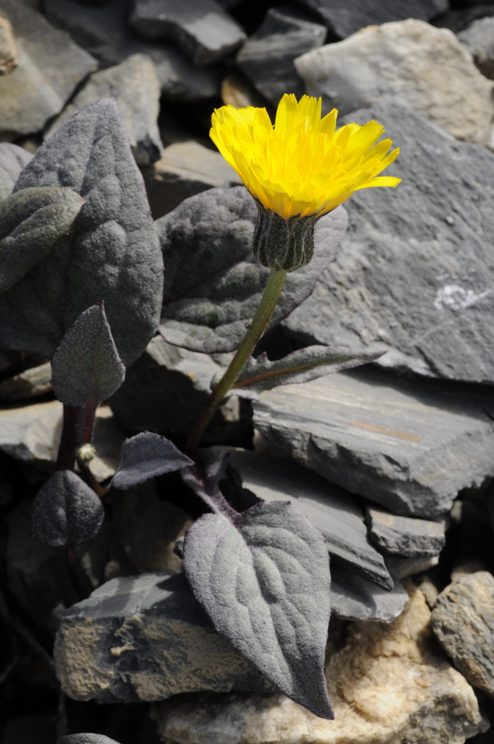 Crepis pygmaea L.