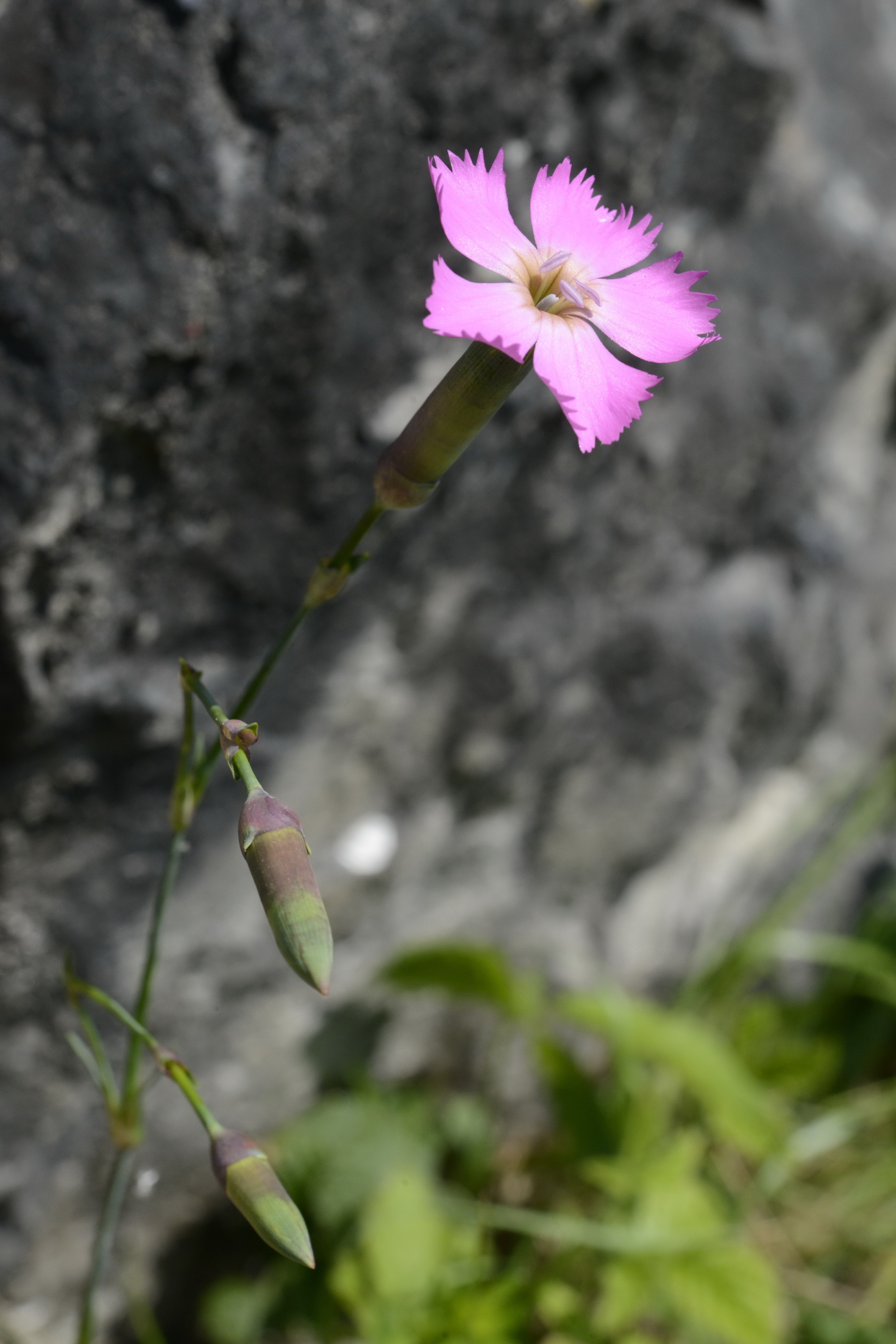 Dianthus caryophyllus L.