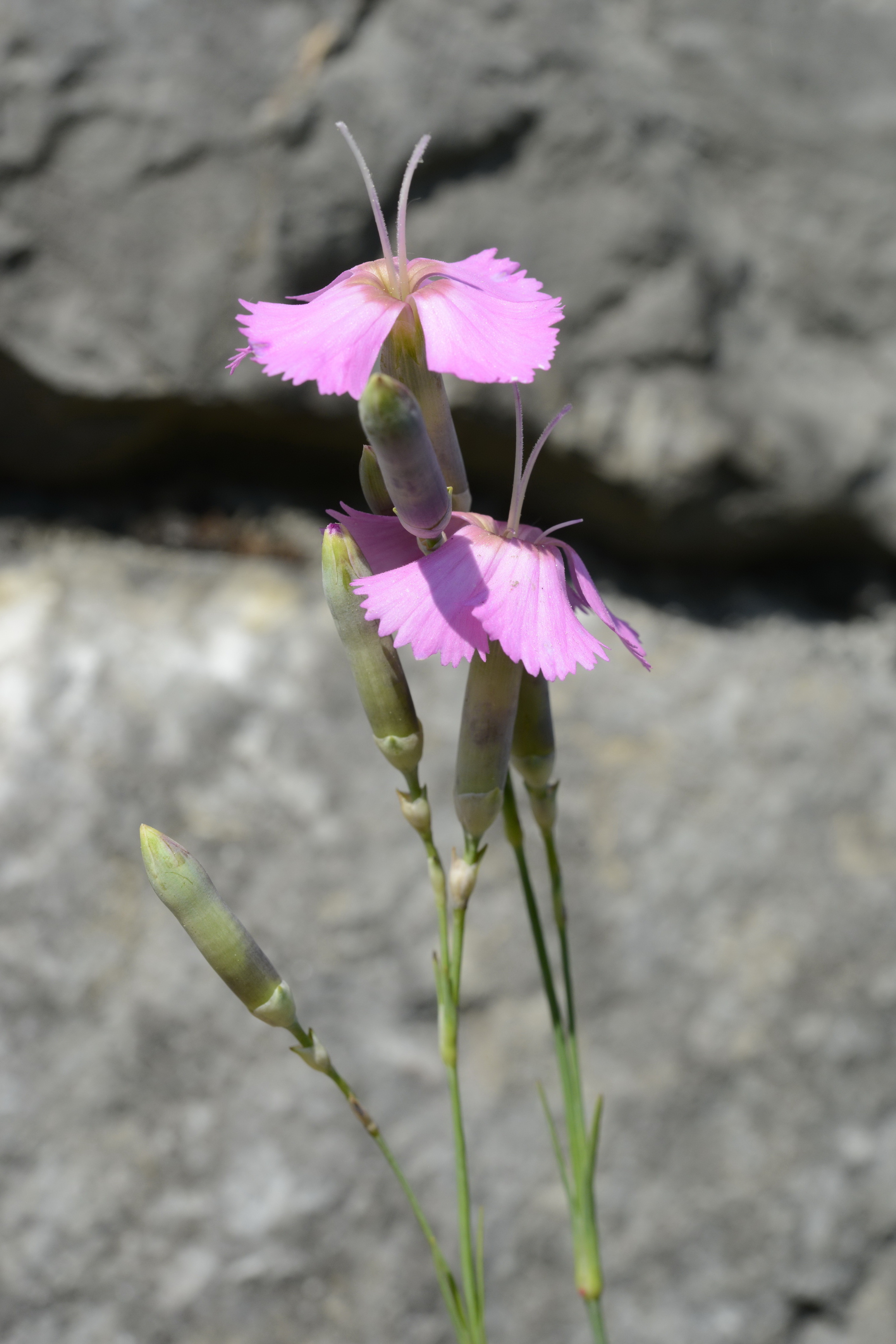 Dianthus caryophyllus L.