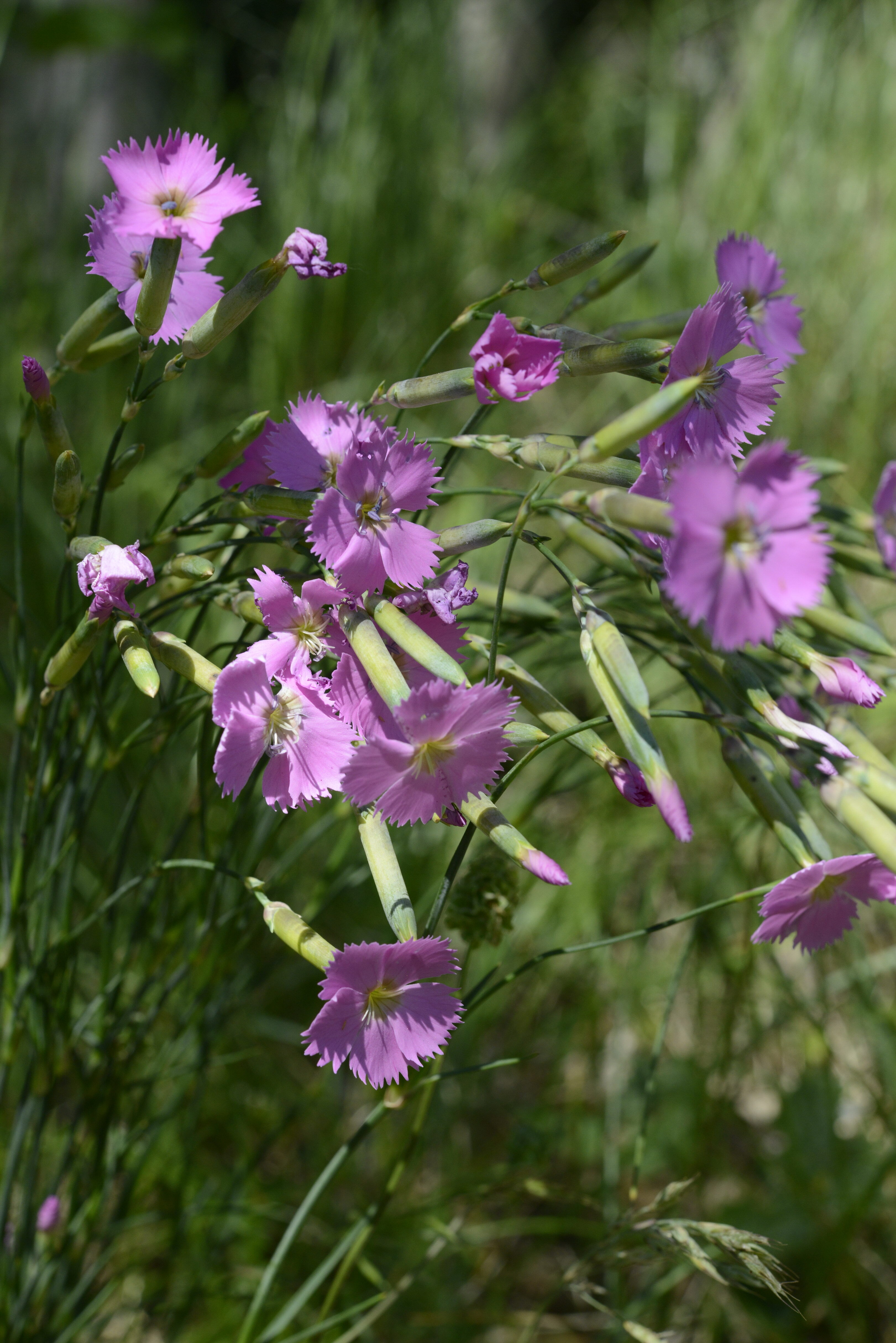 Dianthus caryophyllus L.